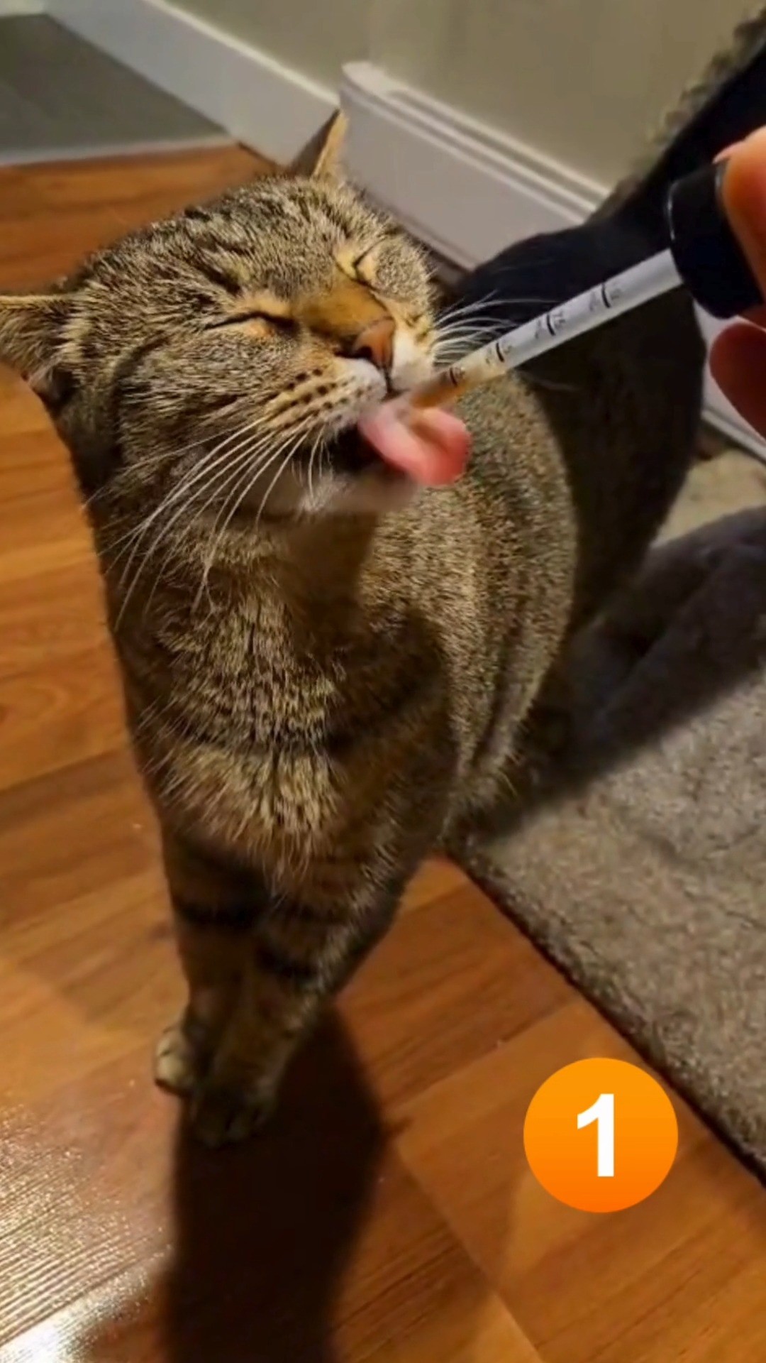 NHV Natural Pet Products Facebook ad: Every furkid’s got their own style, some slurp…