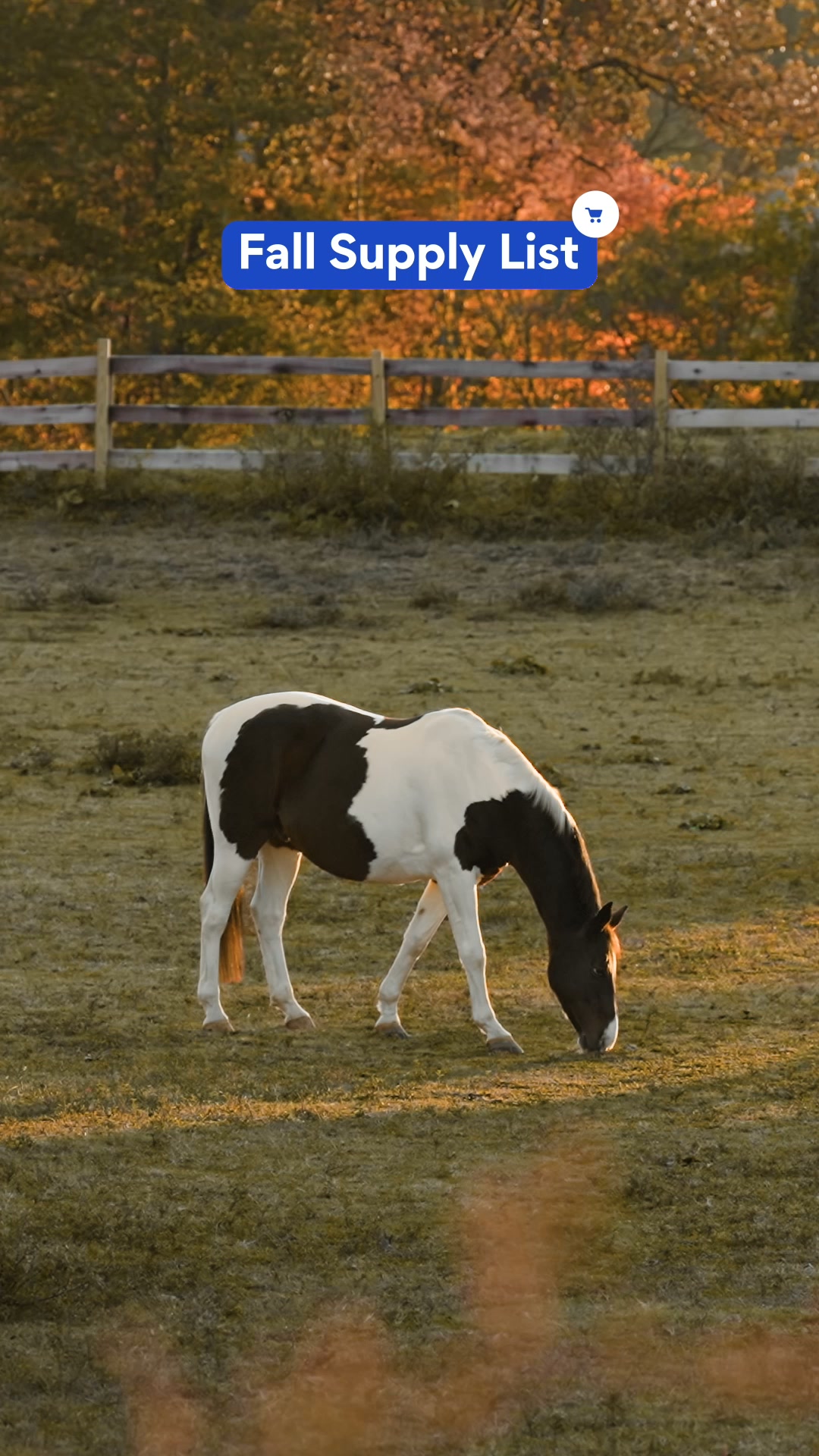 Chewy Facebook ad: Fall horse supplies