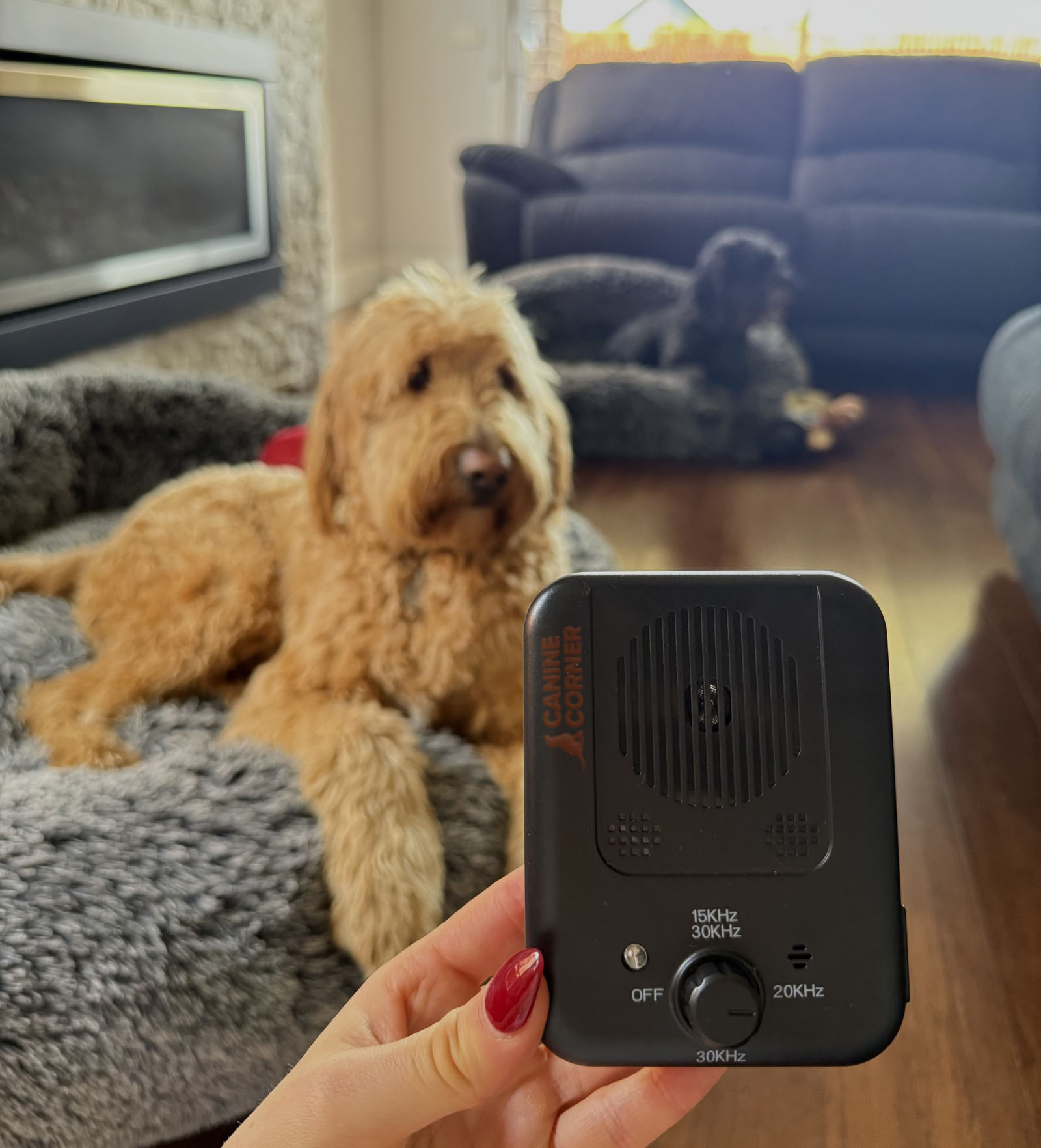Canine Corner Australia Facebook ad