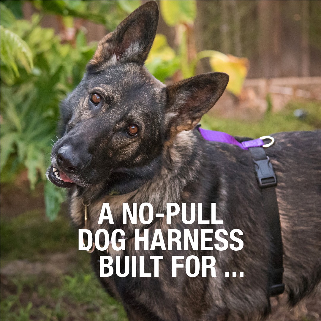 Blue-9 Pet Products Facebook ad