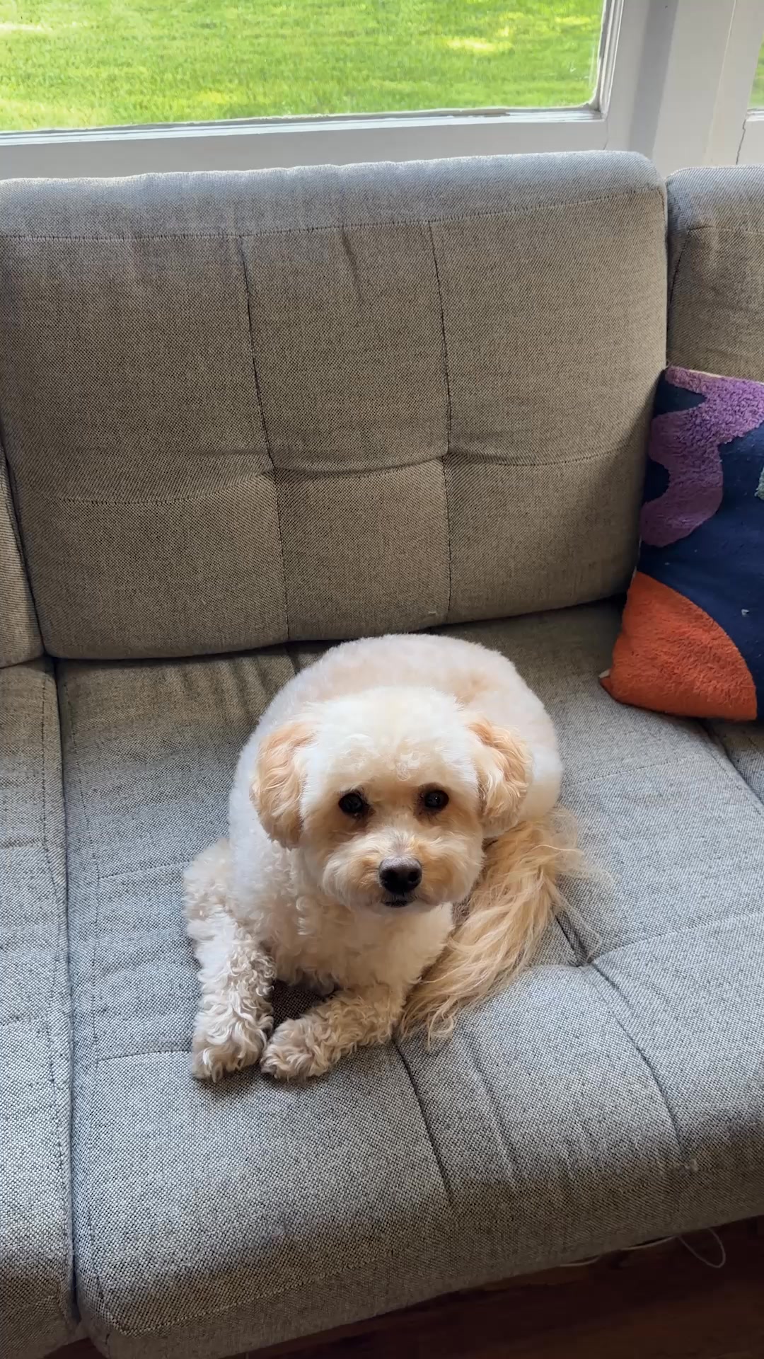 Sundays Facebook ad: POV: Your dog turns their nose up at…