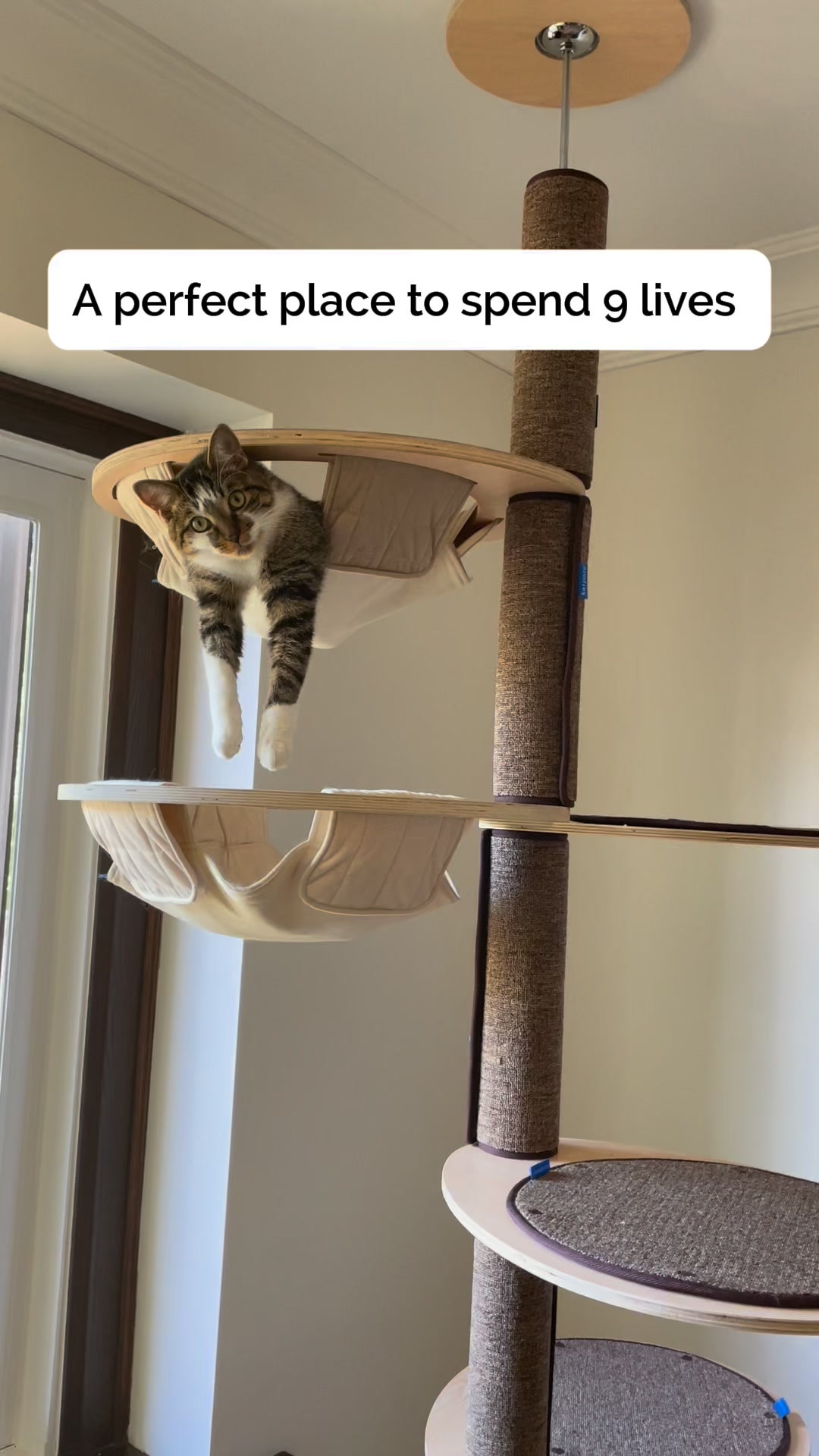 Katpole Cat Furniture Facebook ad: Why Regular Cat Trees Fail Maine Coons