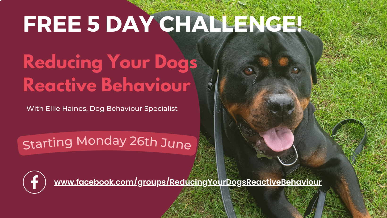 Ellie's Dog Behaviour Vault Facebook ad: FREE 5 DAY CHALLENGE!