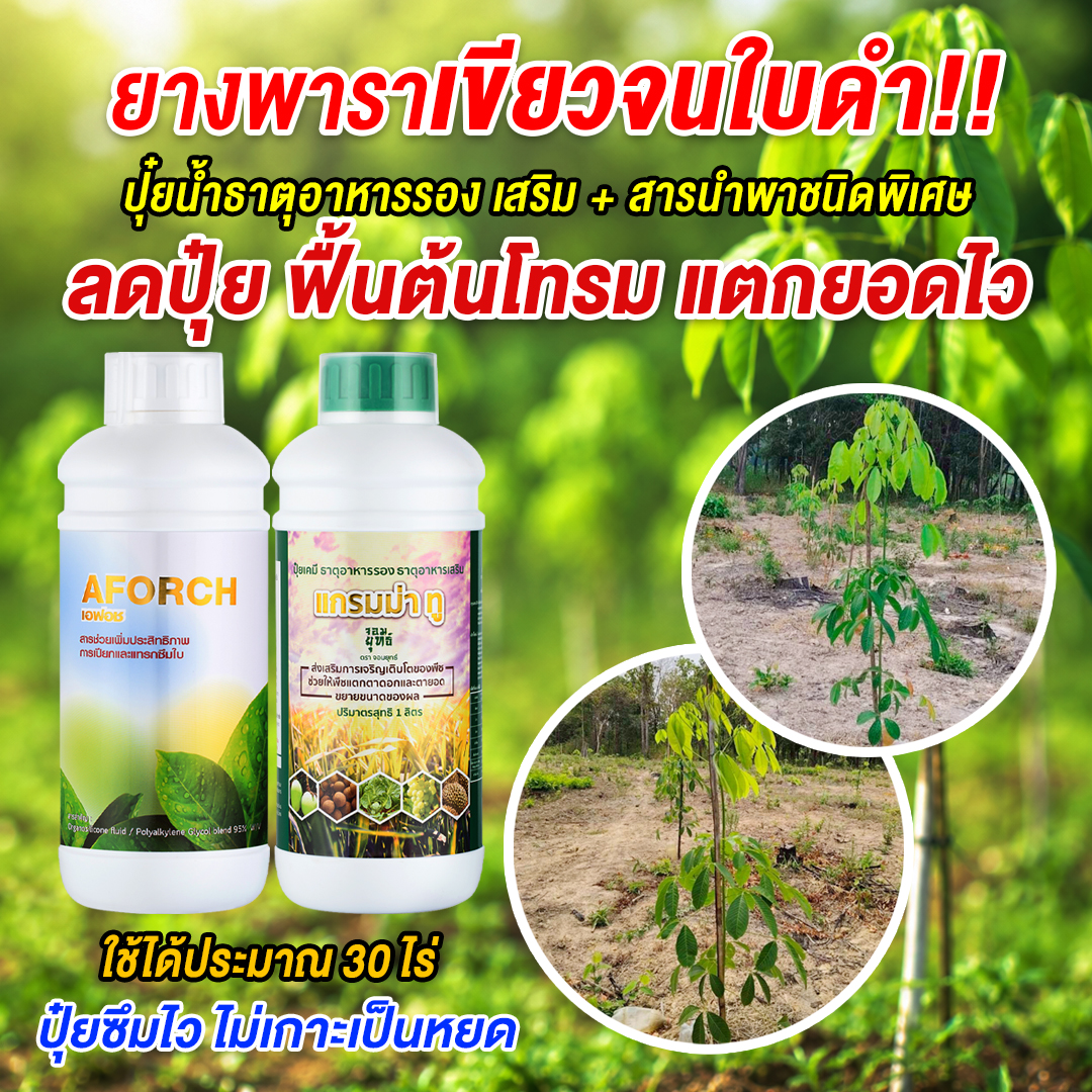 ปุ๋ยน้ำแกรมม่าทู เอฟอช - เพจบริษัท Facebook ad: ยางโตช้า ใบเหลือง อยากเร่งการเจริญเติบโต คลิ๊กเลย