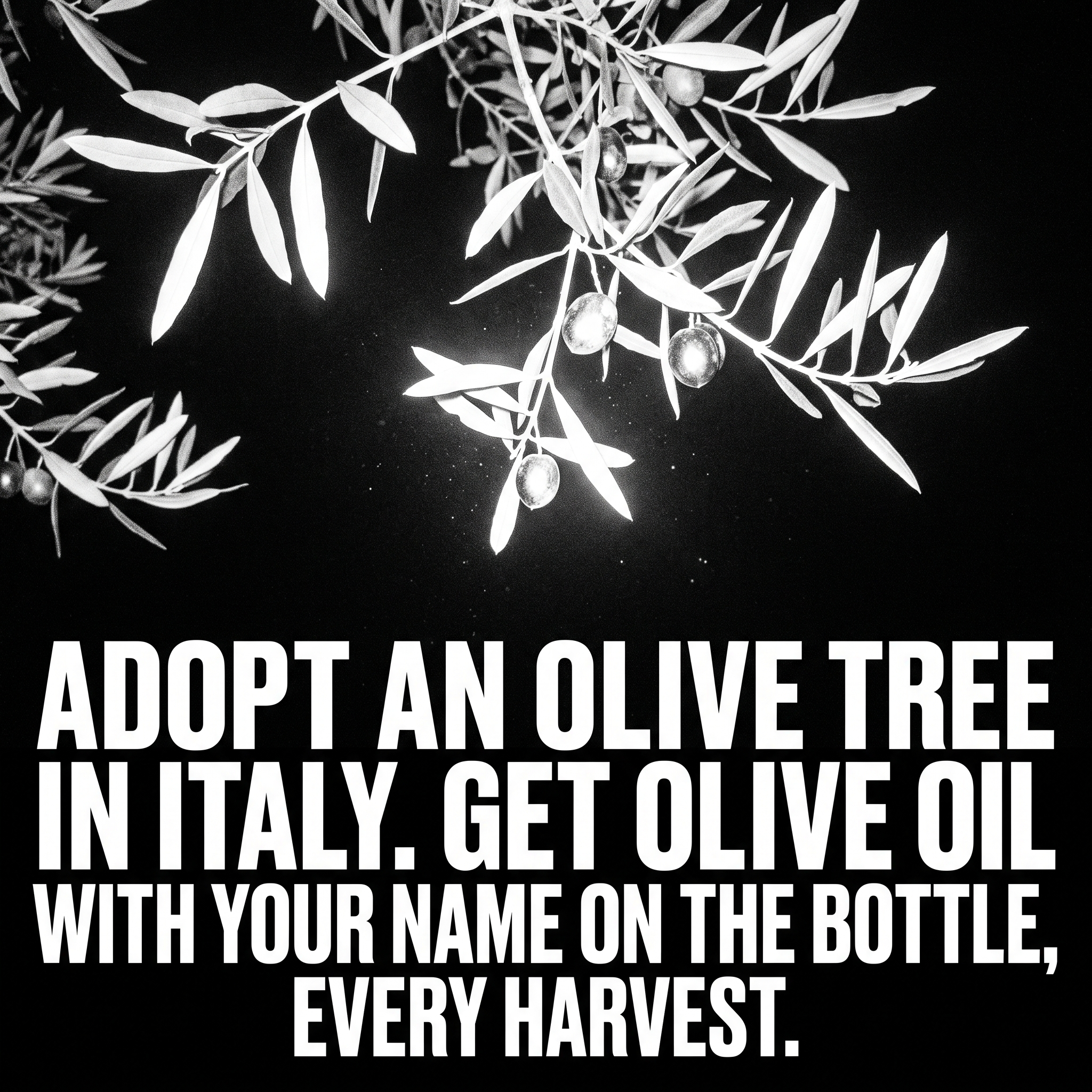 Oliverse Facebook ad: Adopt a Tree. Taste La Dolce Vita.