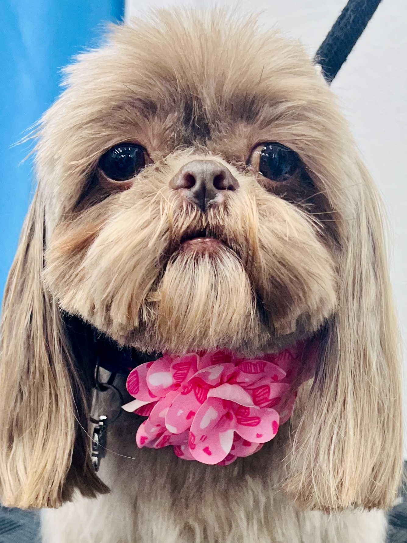 Diva Doggies Facebook ad