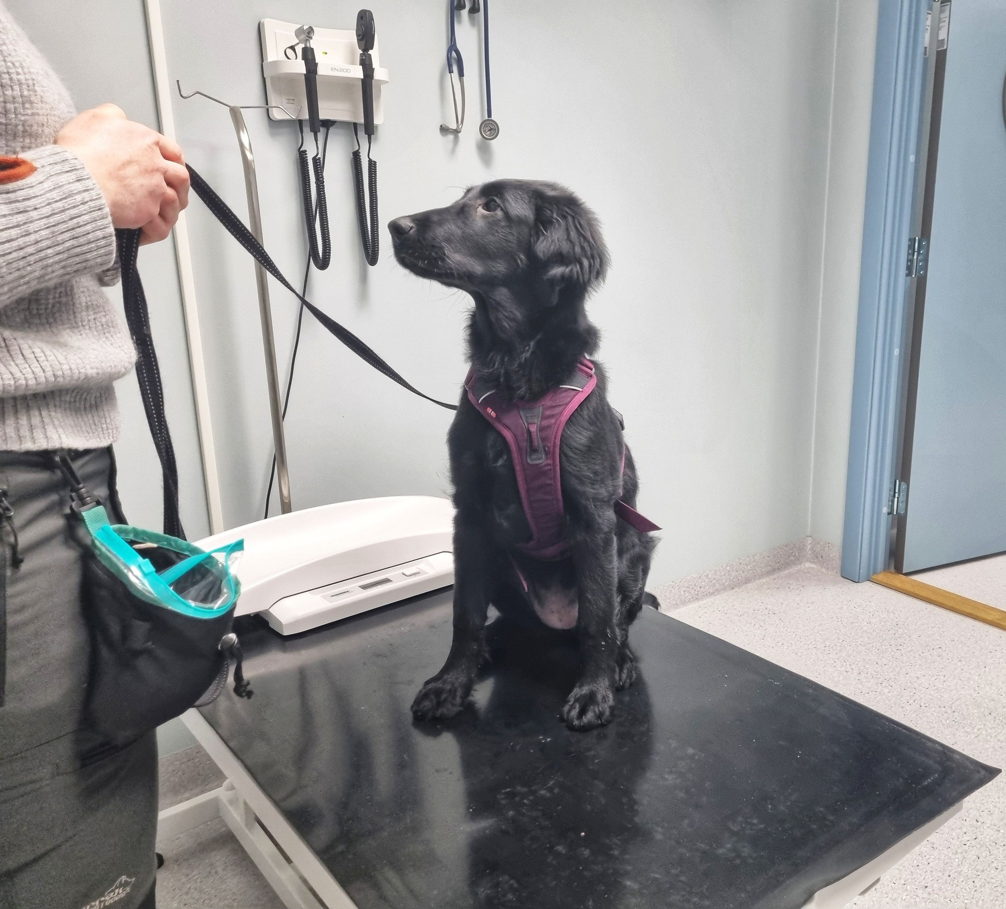 Hundeglede Hundeskole Facebook ad: Valpekurs i Fredrikstad (1 kveld på dyreklinikk i…