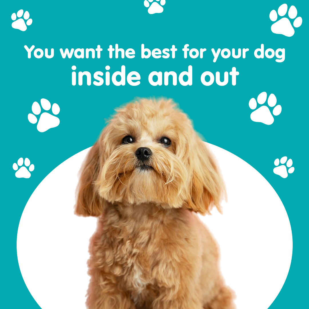 Aviform Nutrition UK - Horse & Dog Facebook ad