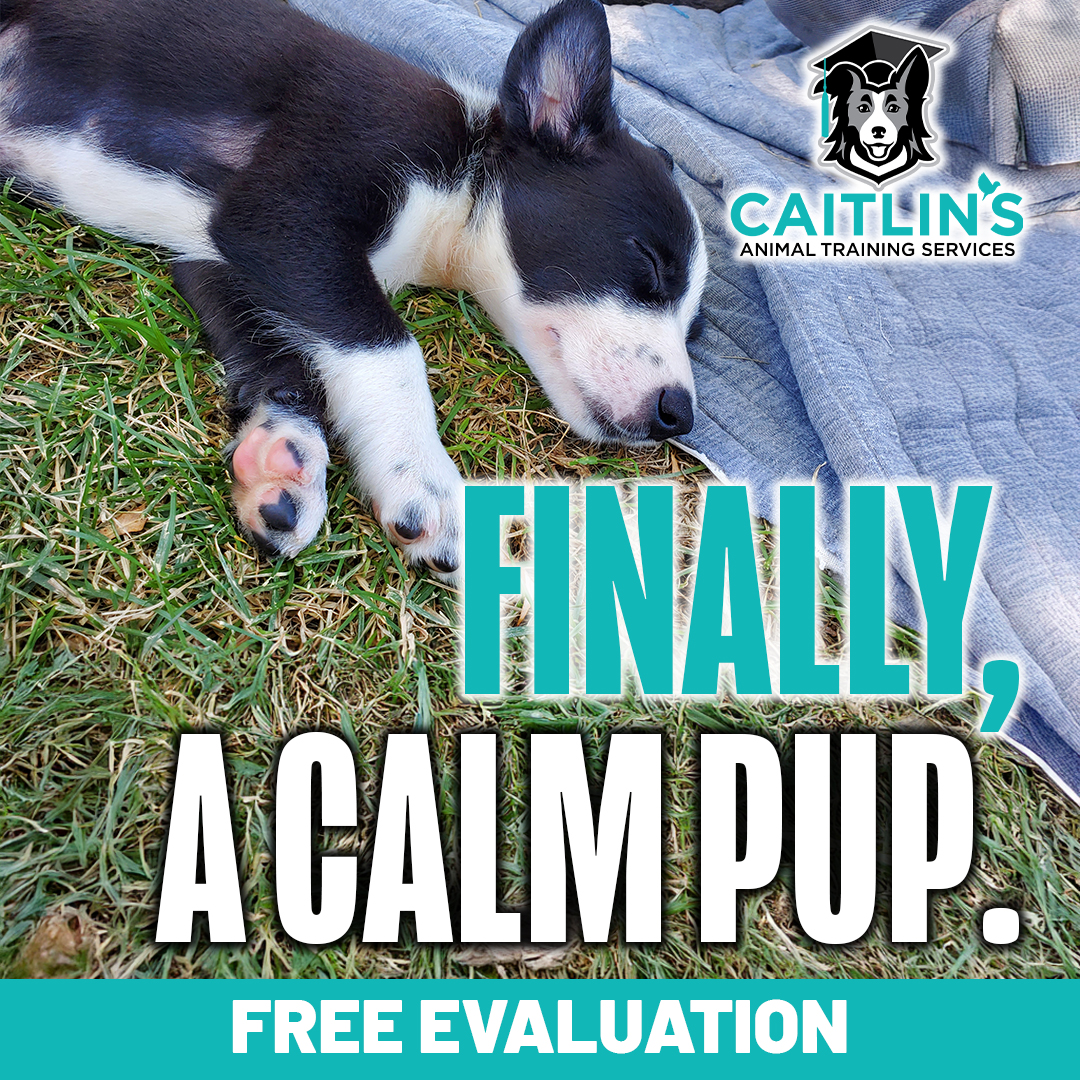 Caitlin's Animal Training Facebook ad: From Frustrated to Fantastic in Weeks, Allentown’s Choice…