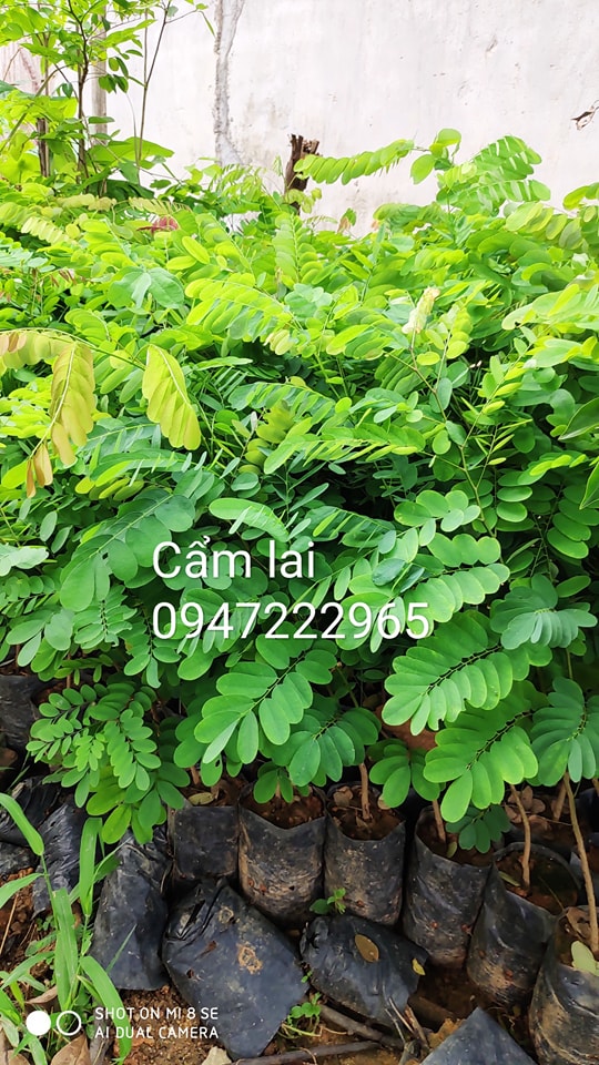 Cây Giống Lâm Nghiệp Thuý Hà 1 Facebook ad: Cây Giống Thúy Hà chuyên bán sỉ,lẻ và…
