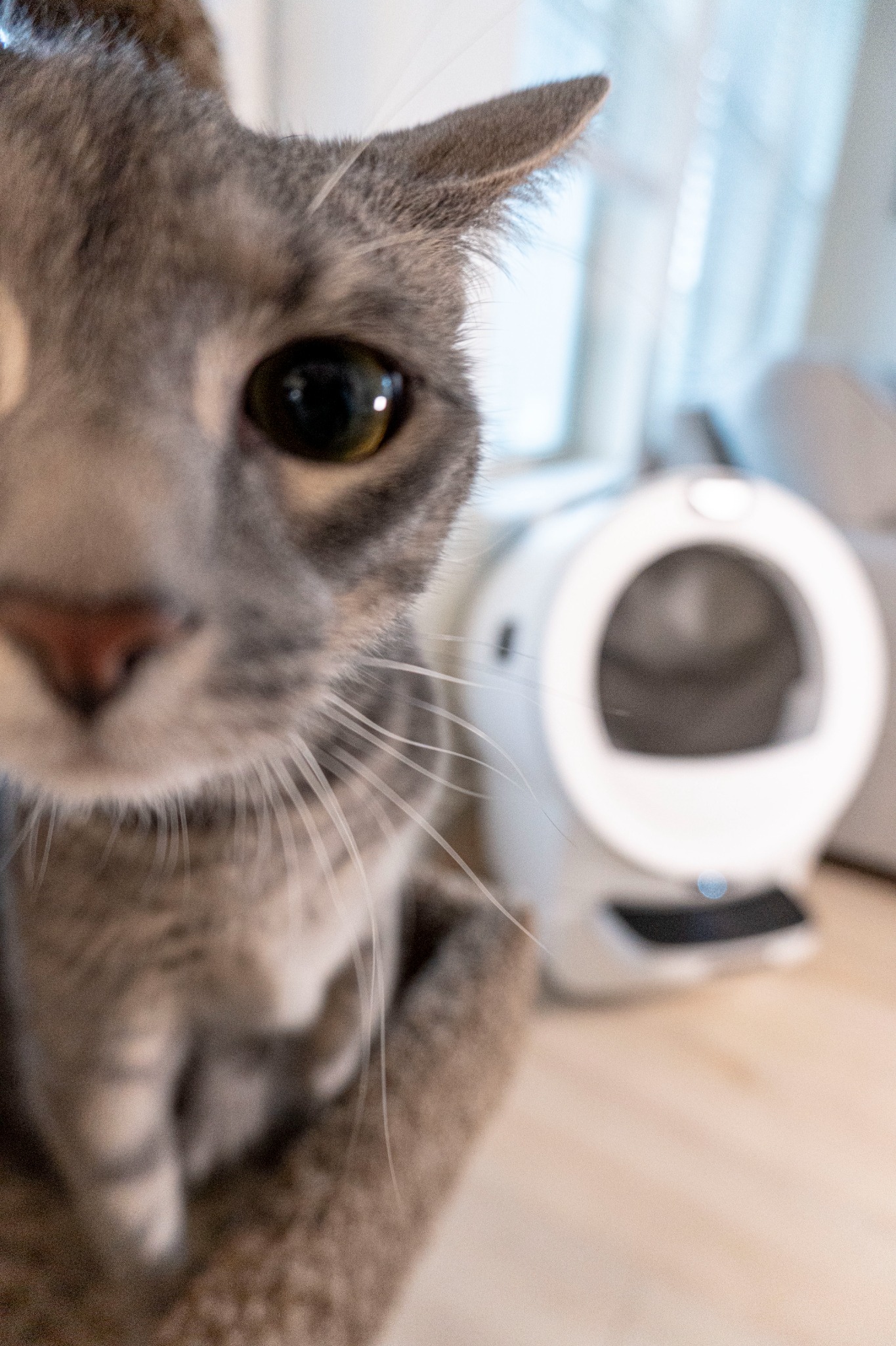 Litter-Robot by Whisker Facebook ad