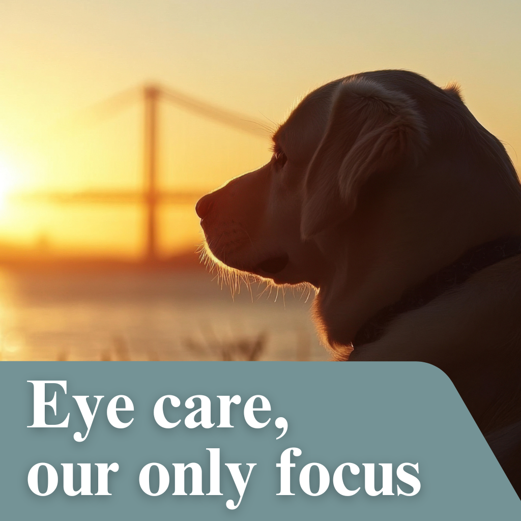 Veterinary Vision Facebook ad: At Veterinary Vision, we’ve devoted ourselves exclusively…