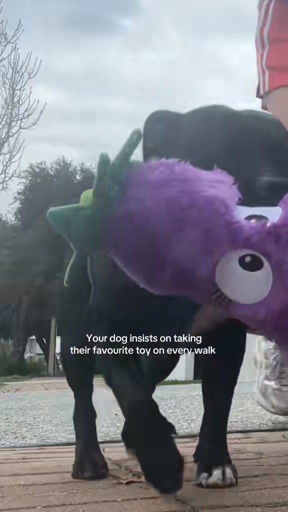 Pals for Paws Facebook ad: Fun is here!