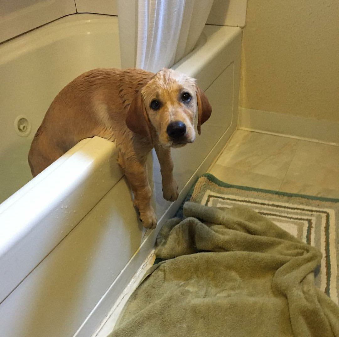 Healthy Dogs Insider Facebook ad: Read If You Love Your Dog