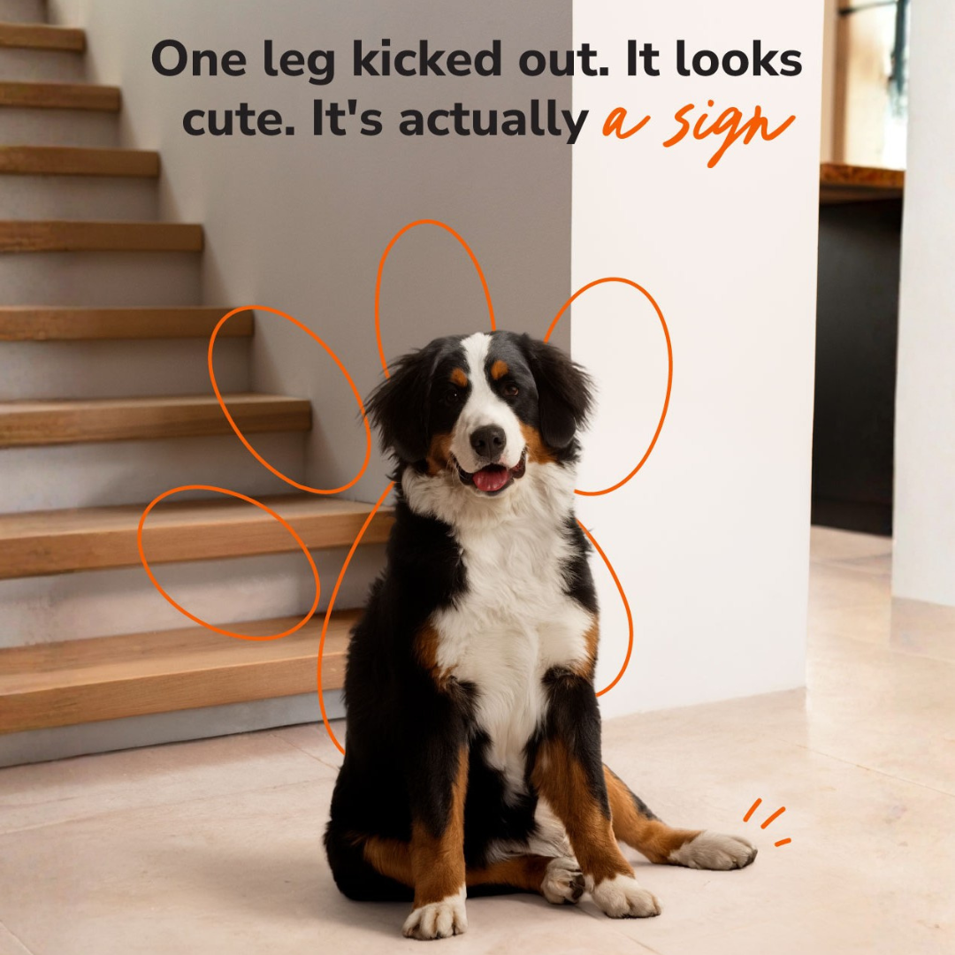 Arthritis Pet Facebook ad from Jul 3, 2026