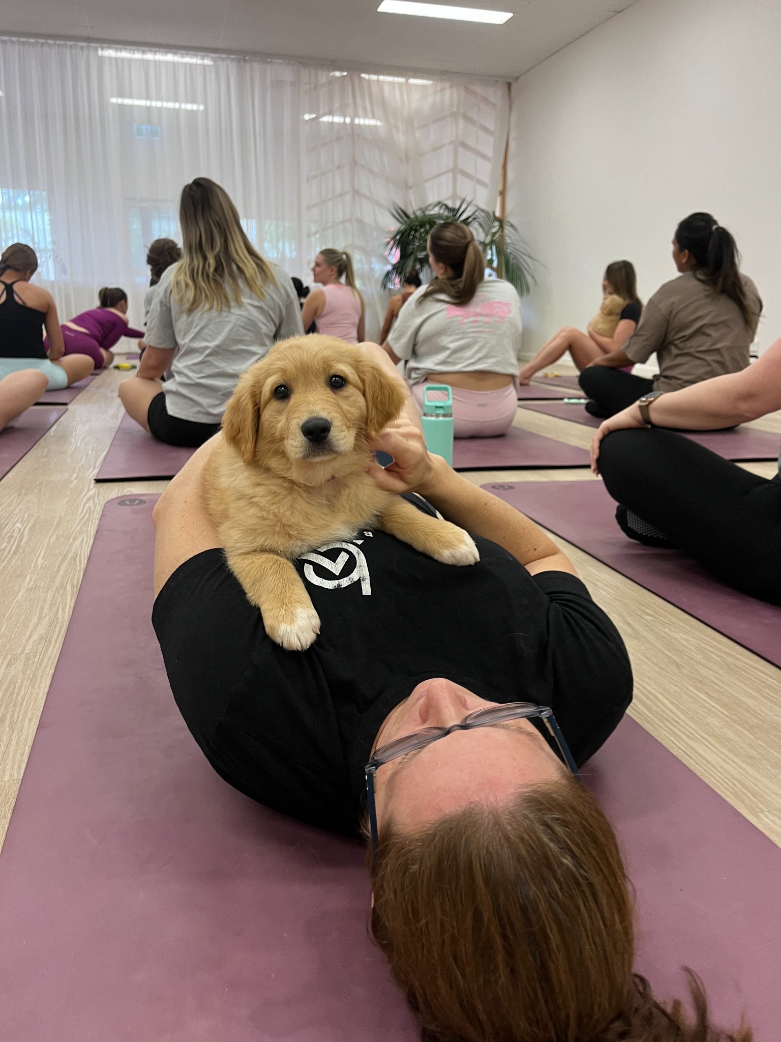Yoga Paws Facebook ad