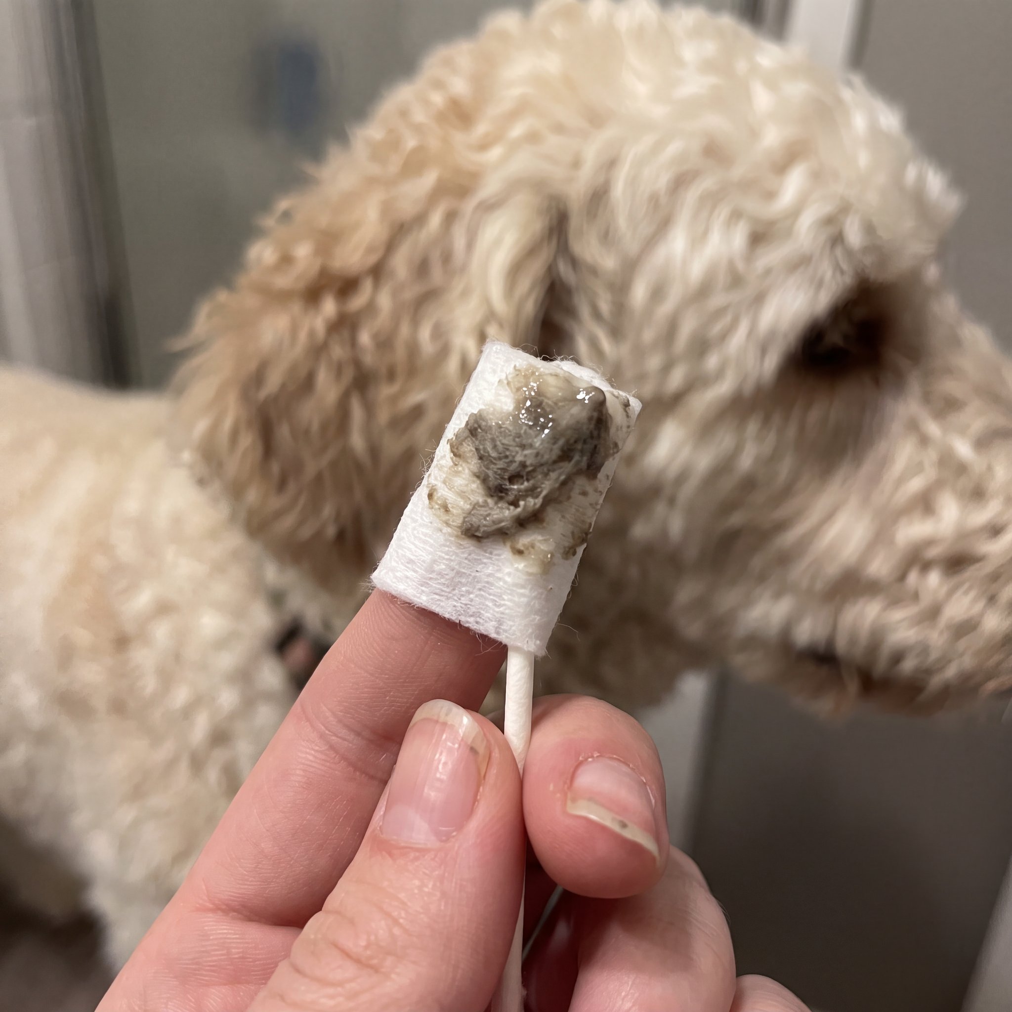 The Pet Ear Health Foundation Facebook ad: Why your dog smells again days after cleaning