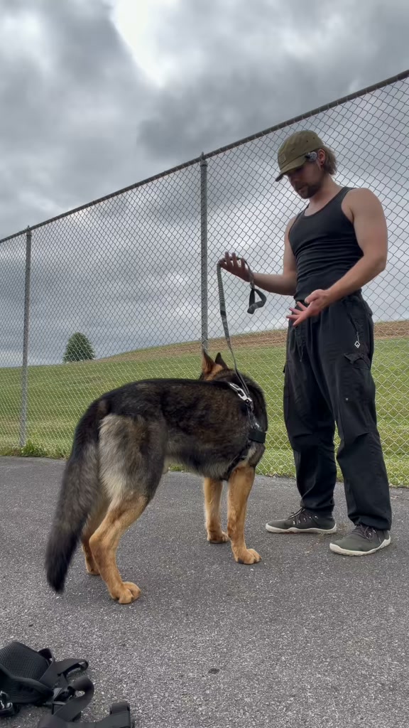 Dog Friendly Co. Facebook ad: Rated #1 By Dog Owners