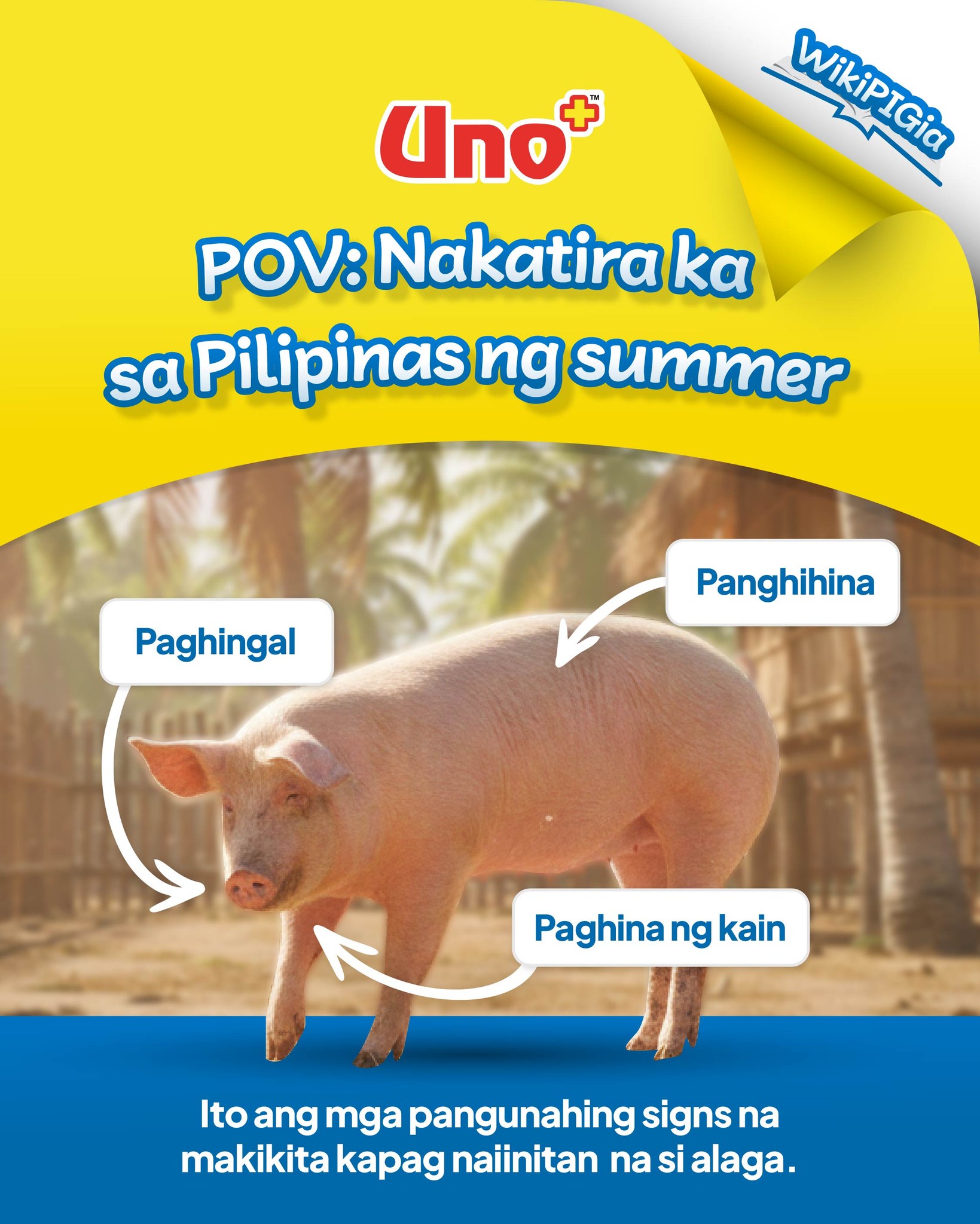 Uno+ Hog Feeds and Veterinary Products Facebook ad: Kapag tinamaan ang ating alaga ng heat stress…