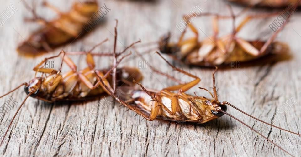 ARAB of Southern Indiana Facebook ad: Southern Indiana's most trusted Pest Control Company.