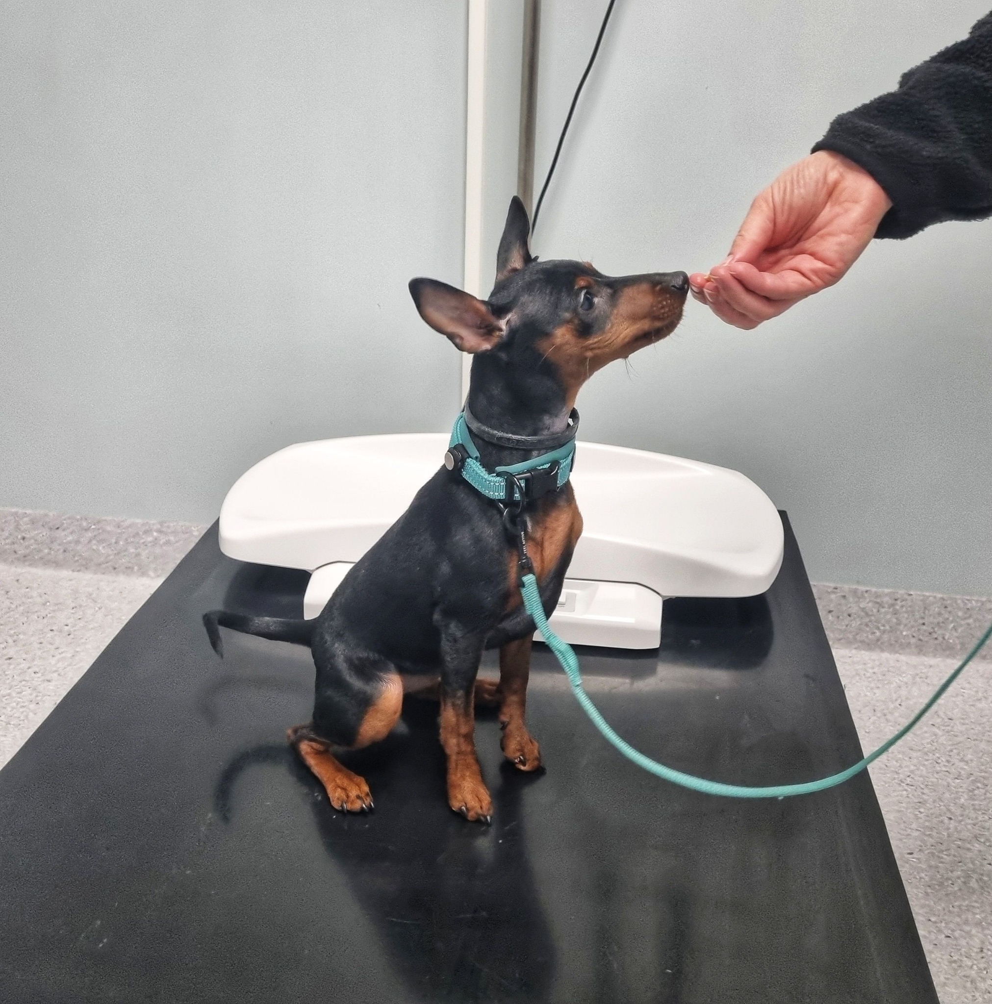 Hundeglede Hundeskole Facebook ad: Innendørs valpekurs i Fredrikstad - 3 ledige plasser! (1…