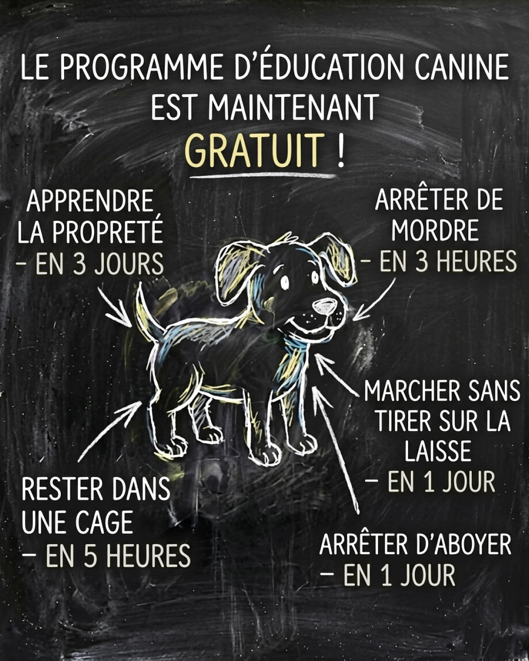 Ben Your Puppy Trainer Facebook ad