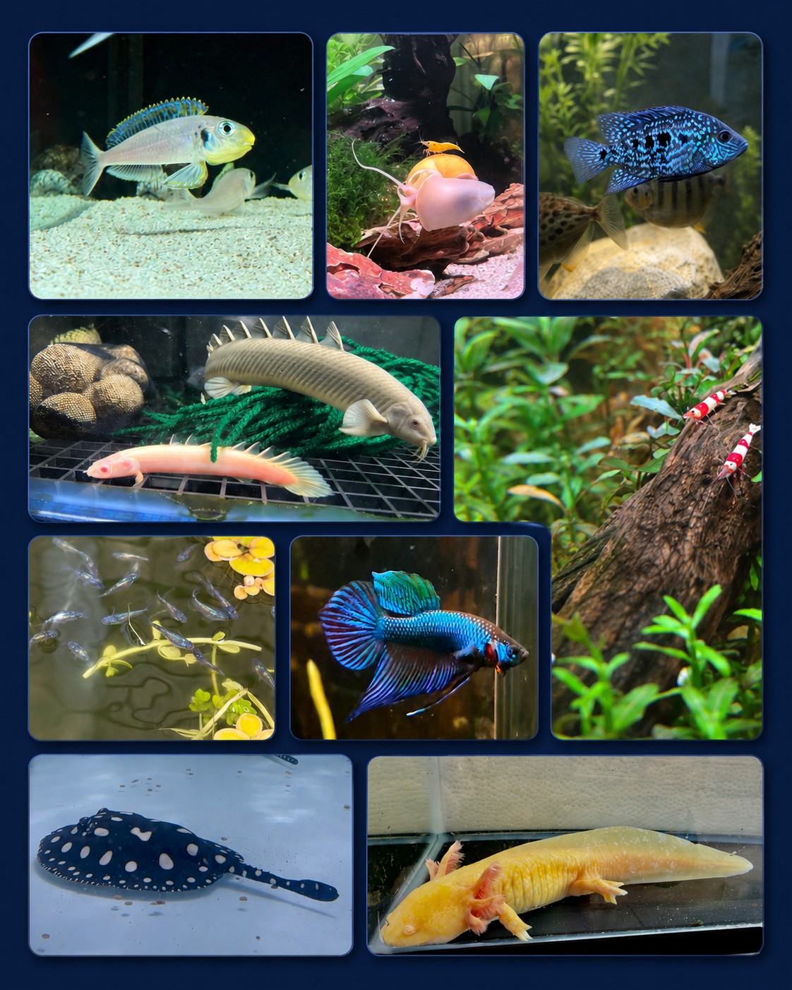 FishClassifieds Facebook ad: FishClassifieds | Australia's Aquarium Marketplace