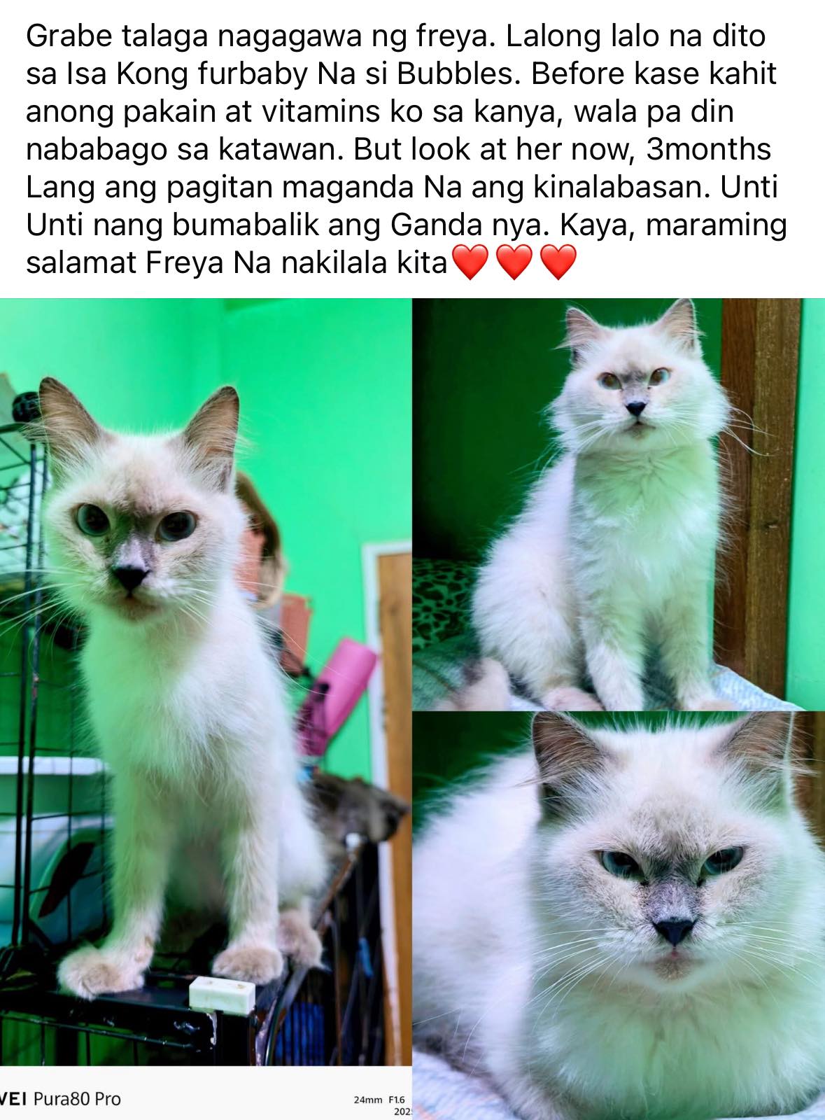 Same Day Pet Products Kawit Cavite  Facebook ad