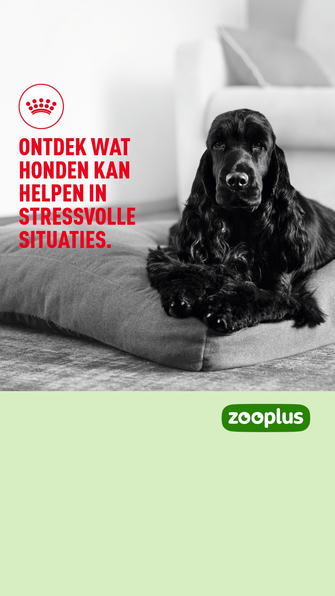 zooplus Facebook ad