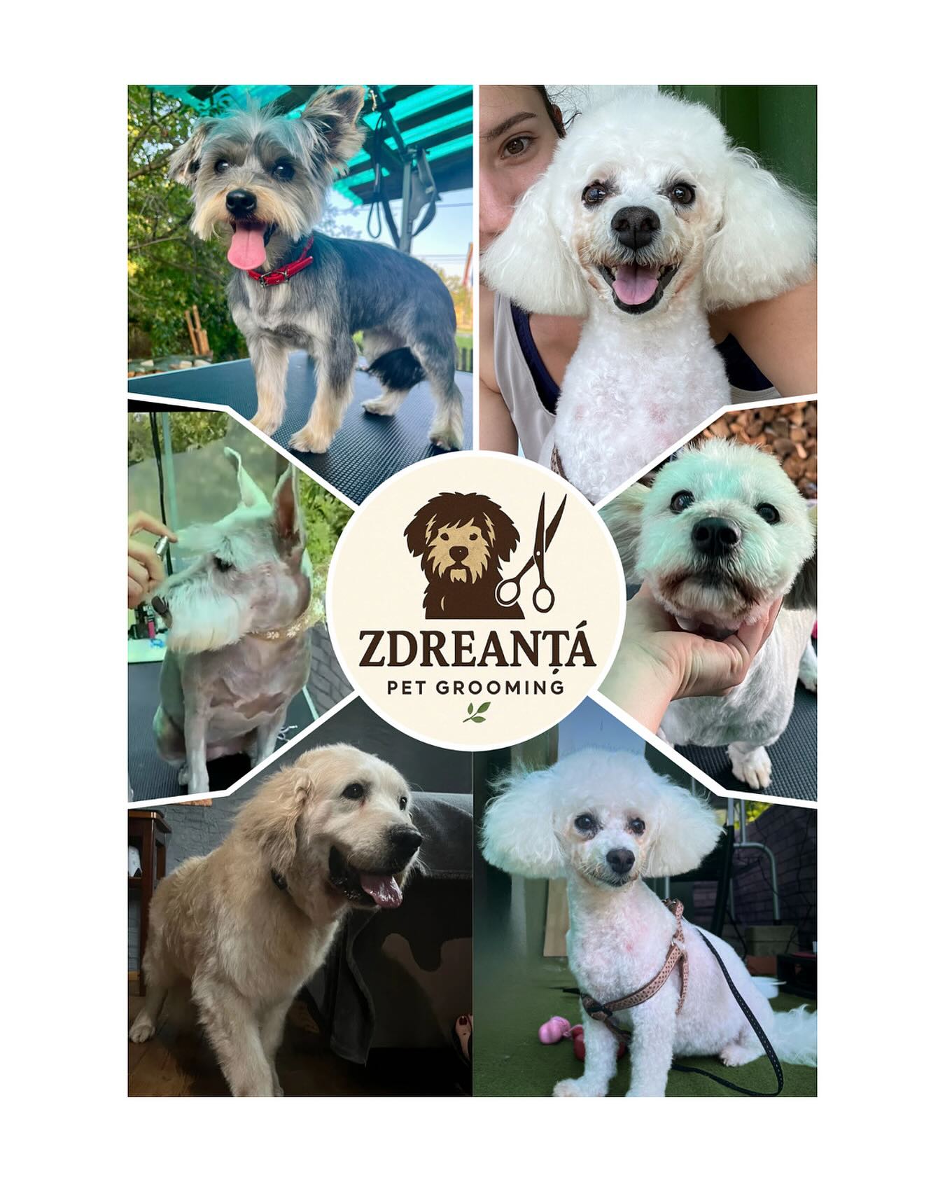 zdreanta_dog_grooming Facebook ad: Blănițele fericite se văd de la o poștă!