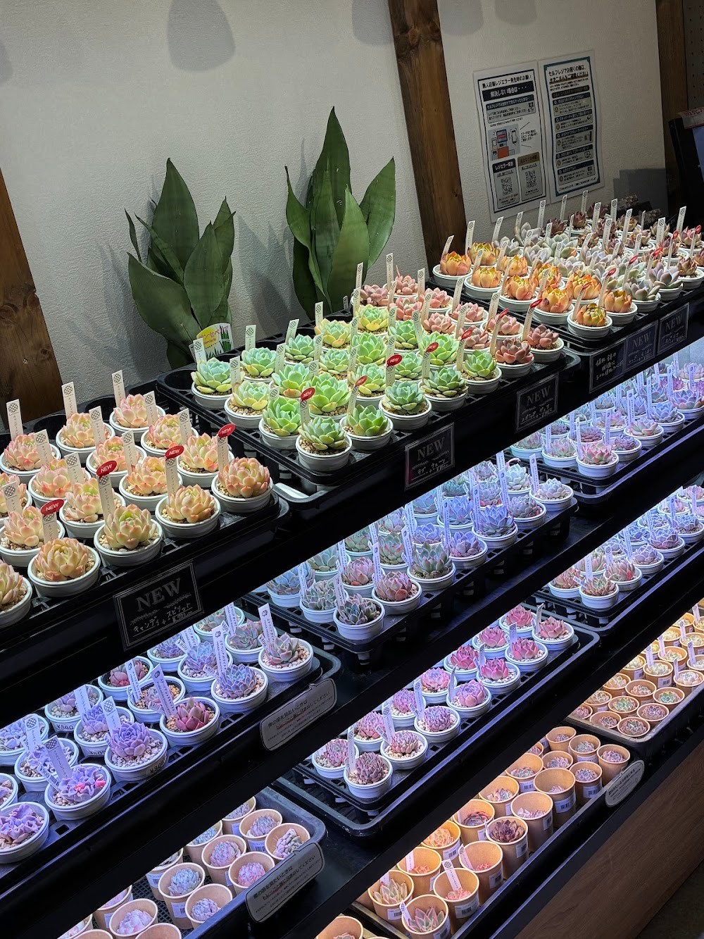 多肉植物専門店Lumière 葛飾店 Facebook ad: いつもでたくさん多肉があります