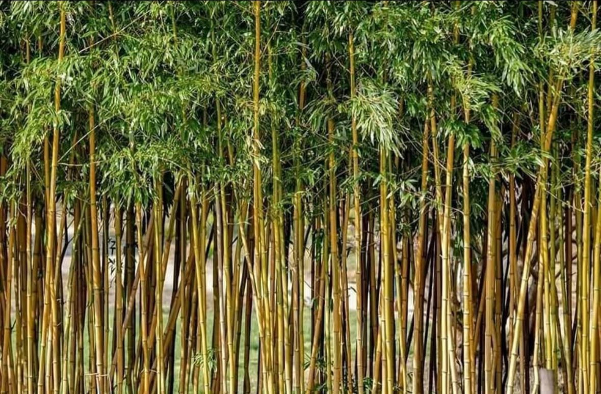 JP's Seeds and Seedlings Supplier Facebook ad