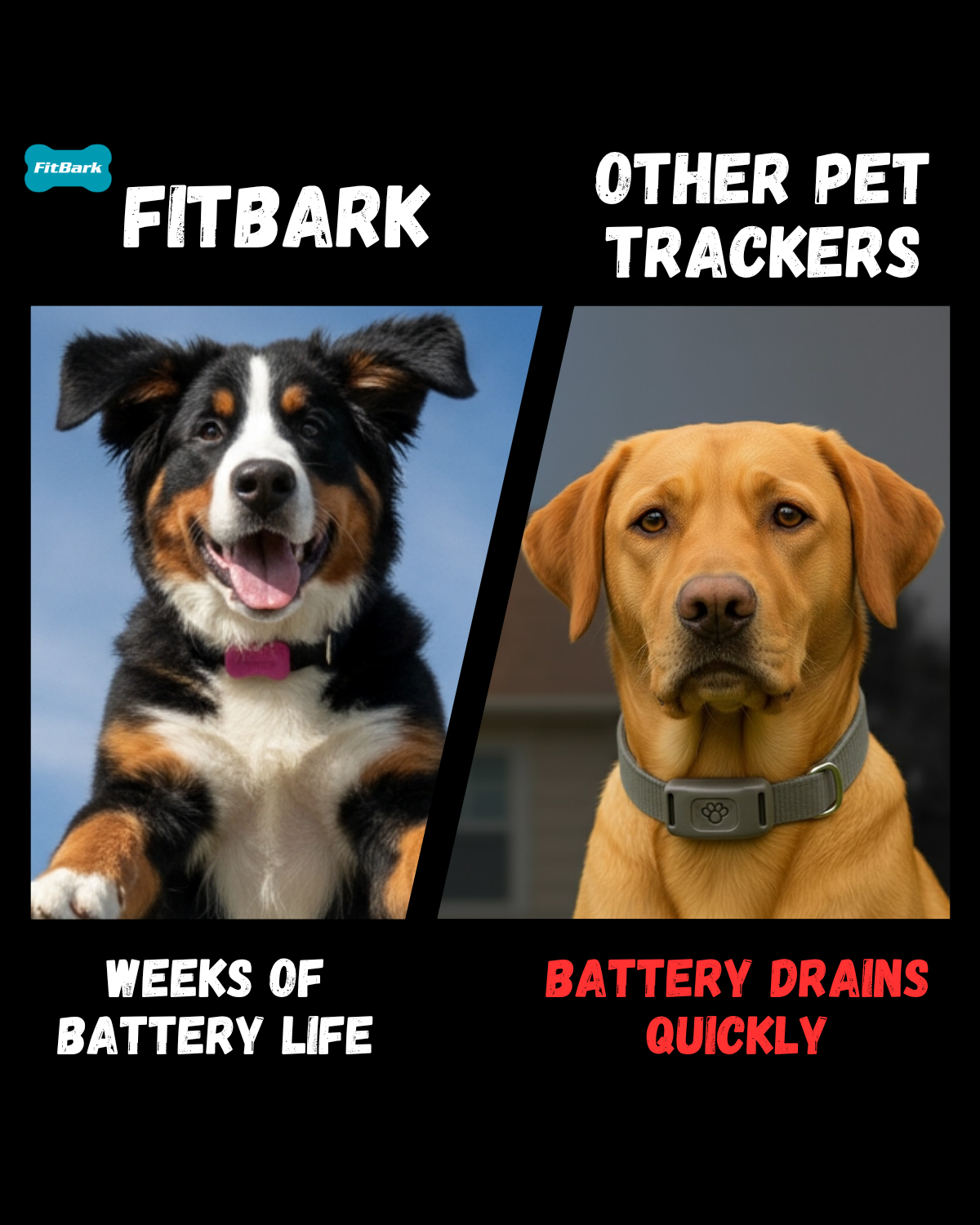 FitBark Facebook ad
