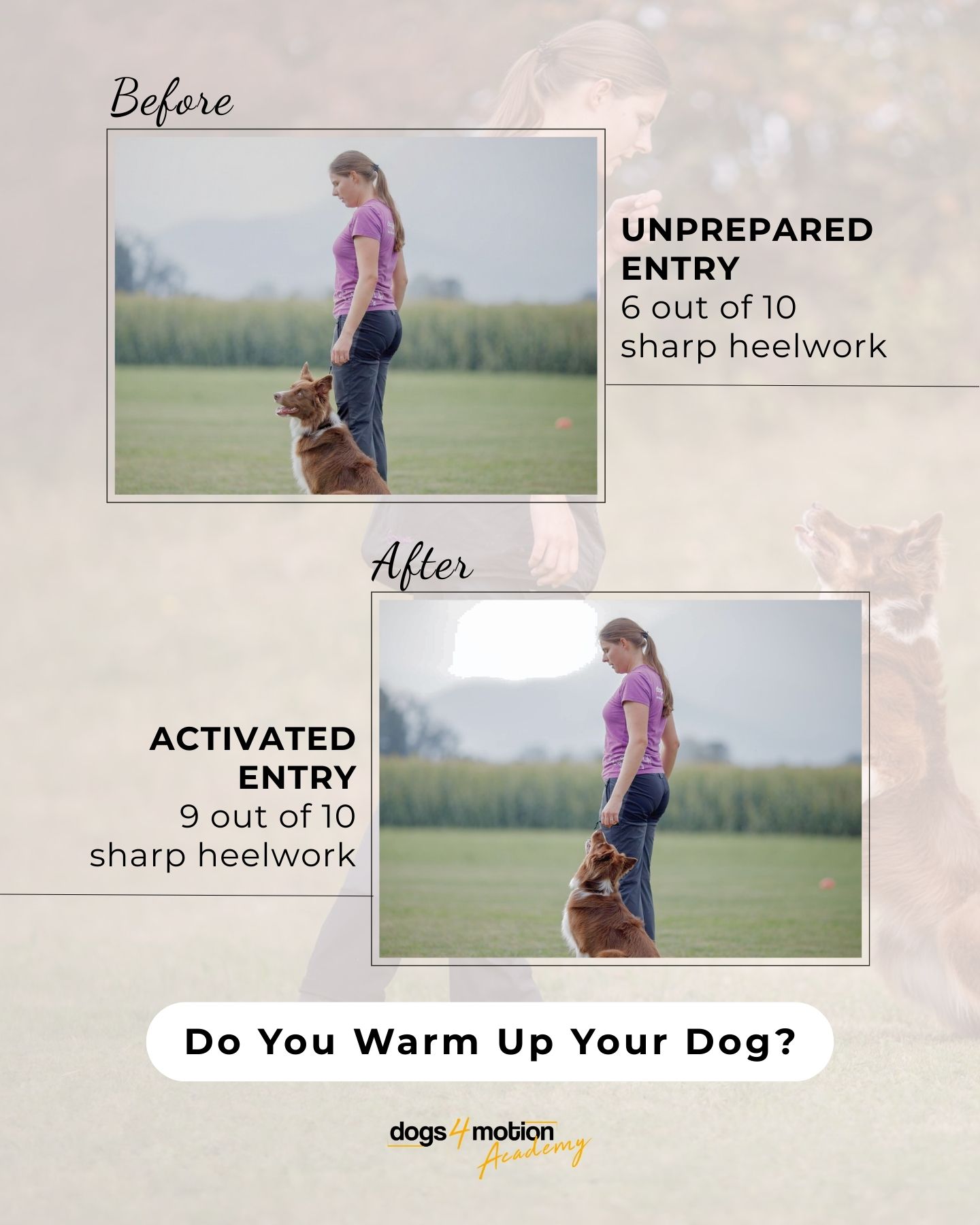 Dogs4motion Academy for active dogs Facebook ad
