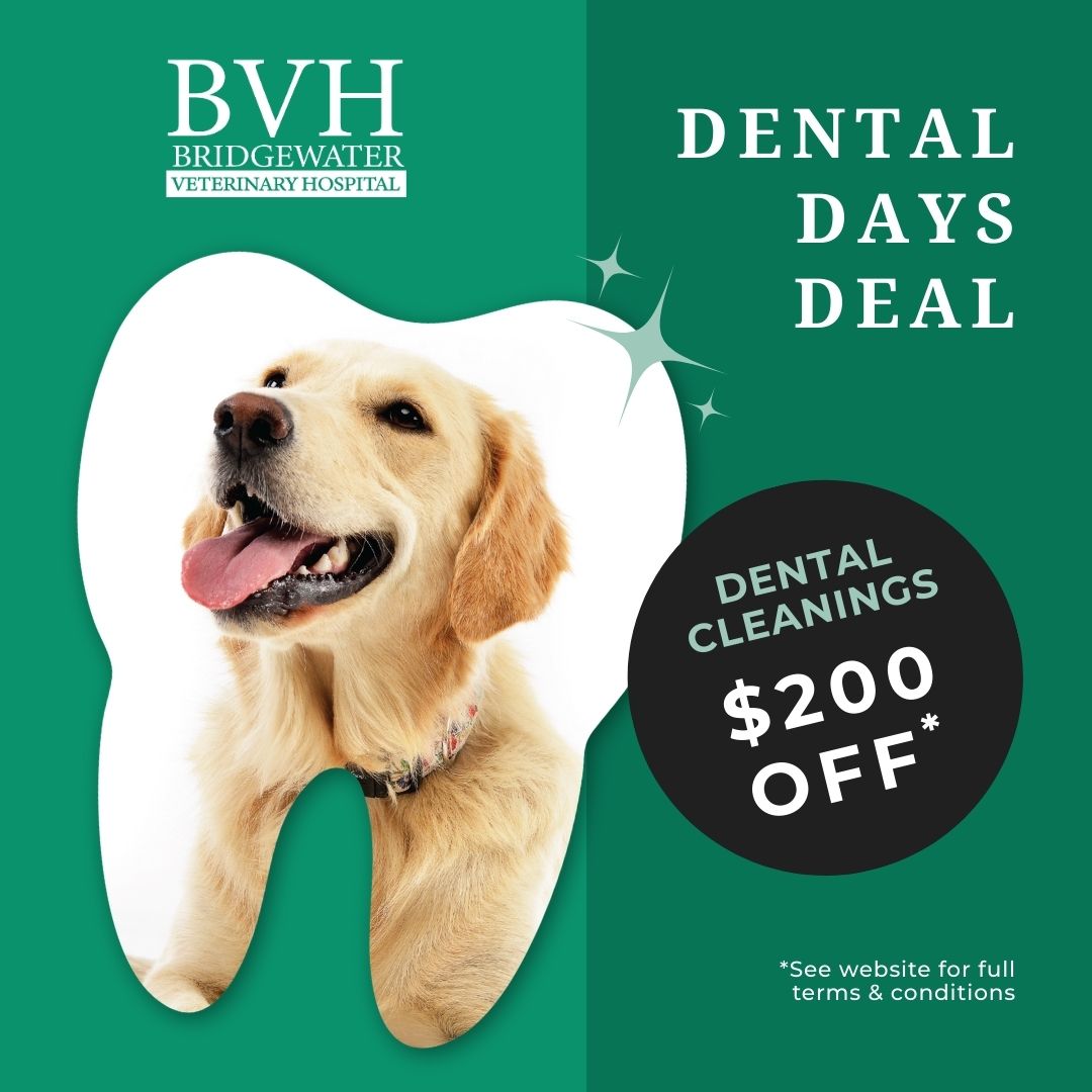 Bridgewater Veterinary Hospital - New Jersey Facebook ad: For a limited time, you can save big on your pet’s dental…