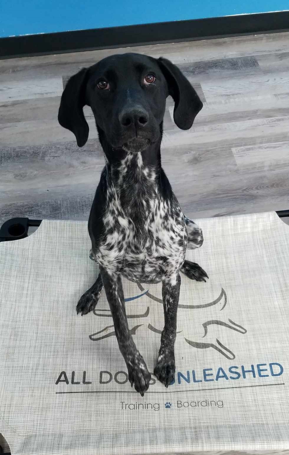 All Dogs Unleashed - Colorado Springs, CO Facebook ad: Choosing All Dogs Unleashed Colorado Springs means choosing…