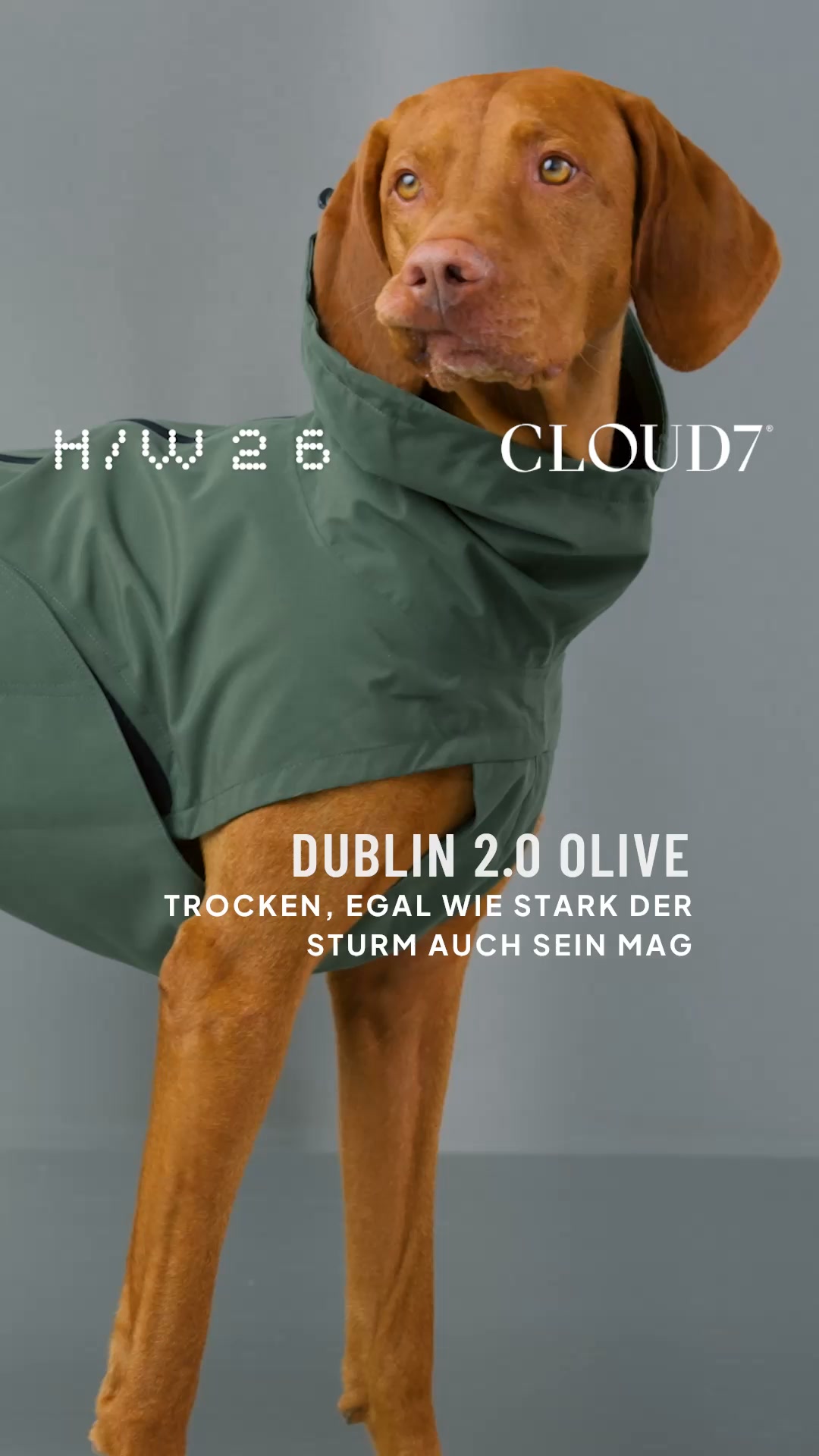 Cloud7 Facebook ad: Wetterfest für jeden Hund