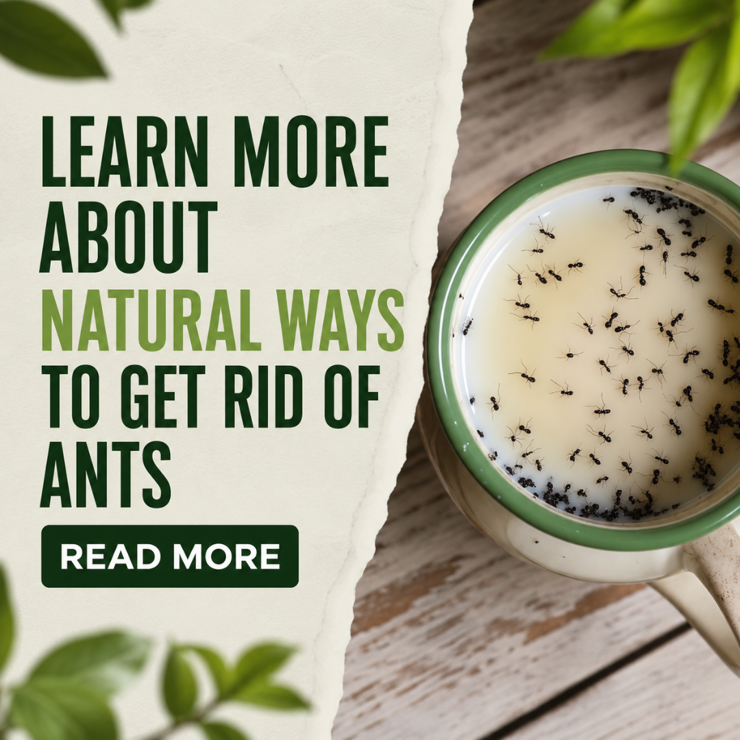 OmniverseOutlook Facebook ad: Natural Ant Control - Learn more