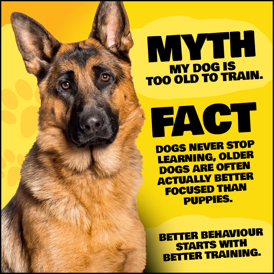 Allbreeds K9 Bootcamp & Pet Retreat Facebook ad: You CAN Teach An Old Dog New Tricks