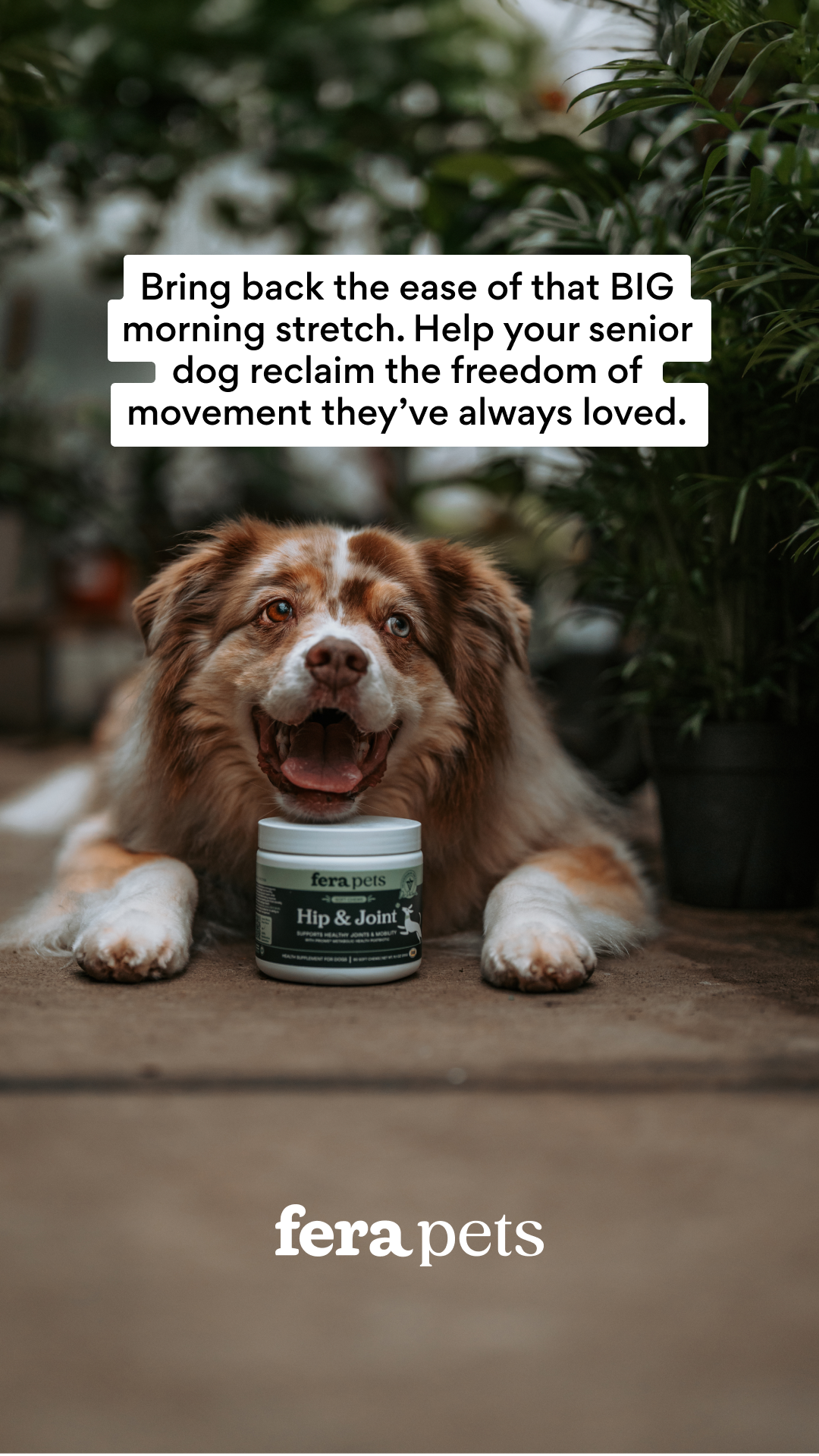 Fera Pets Facebook ad