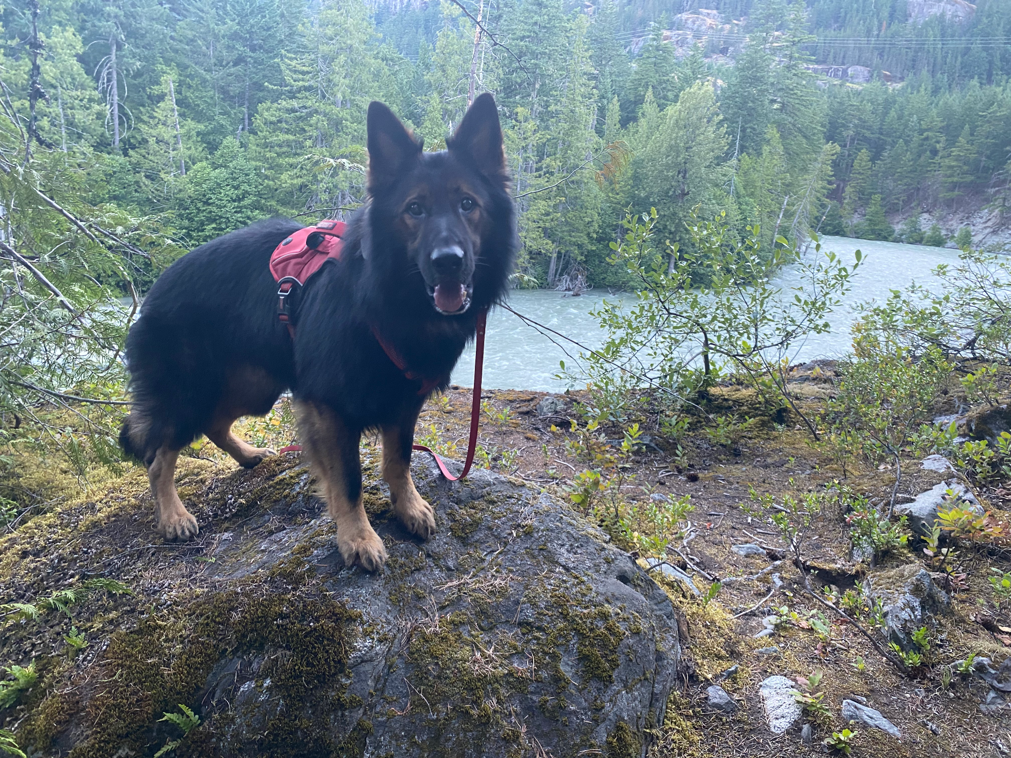 SpiritDog Training Facebook ad