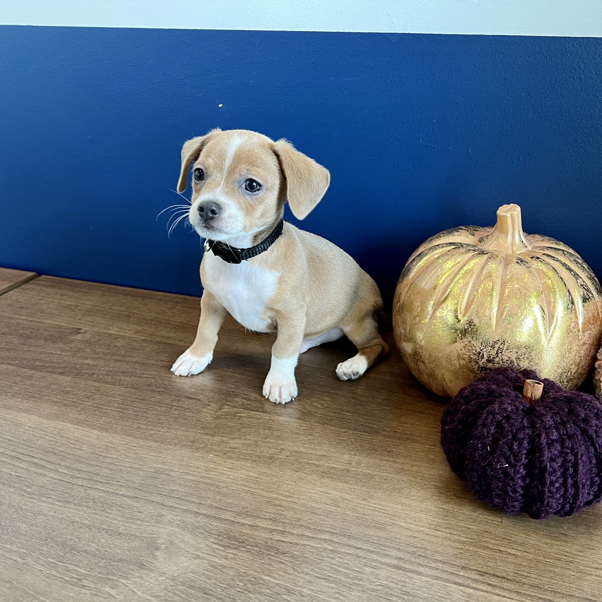 Hamlin Animal Hospital Facebook ad