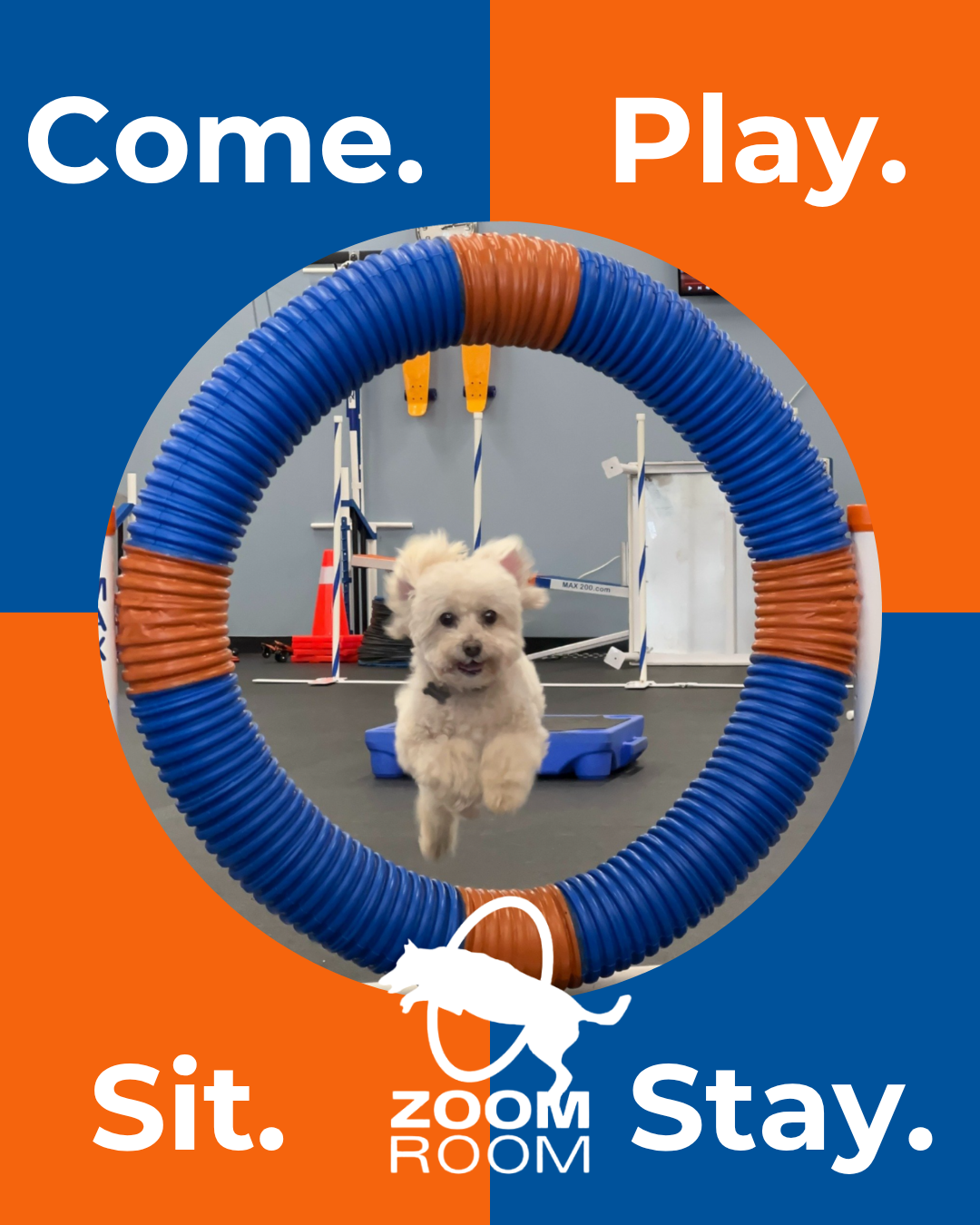 Zoom Room Dog Training Facebook ad: Come. Play. Sit. Stay.