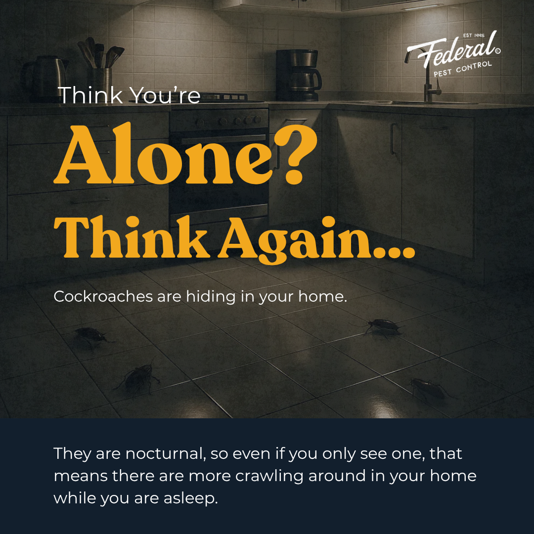 Federal Pest Control Facebook ad