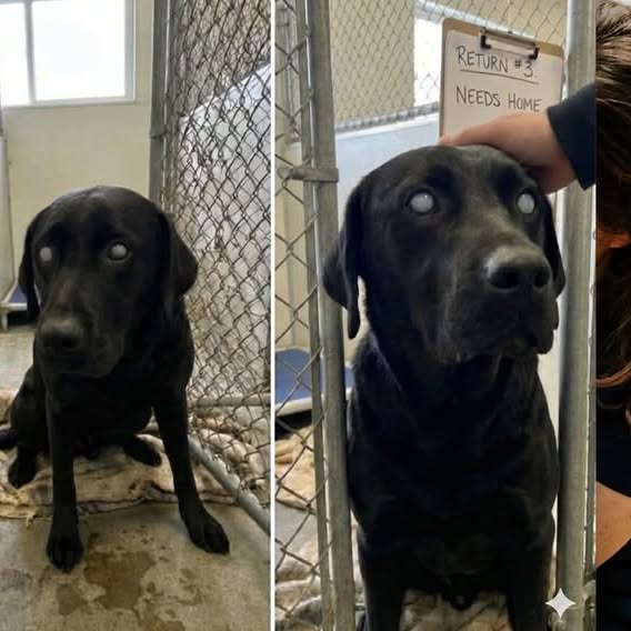 Riverside Veterinary Facebook ad