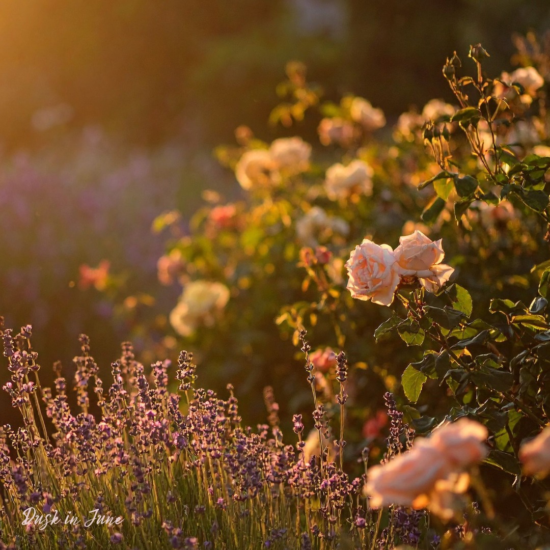 Flur Facebook ad: Flur.co.nz | Natural Skincare from New Zealand, Botanical…