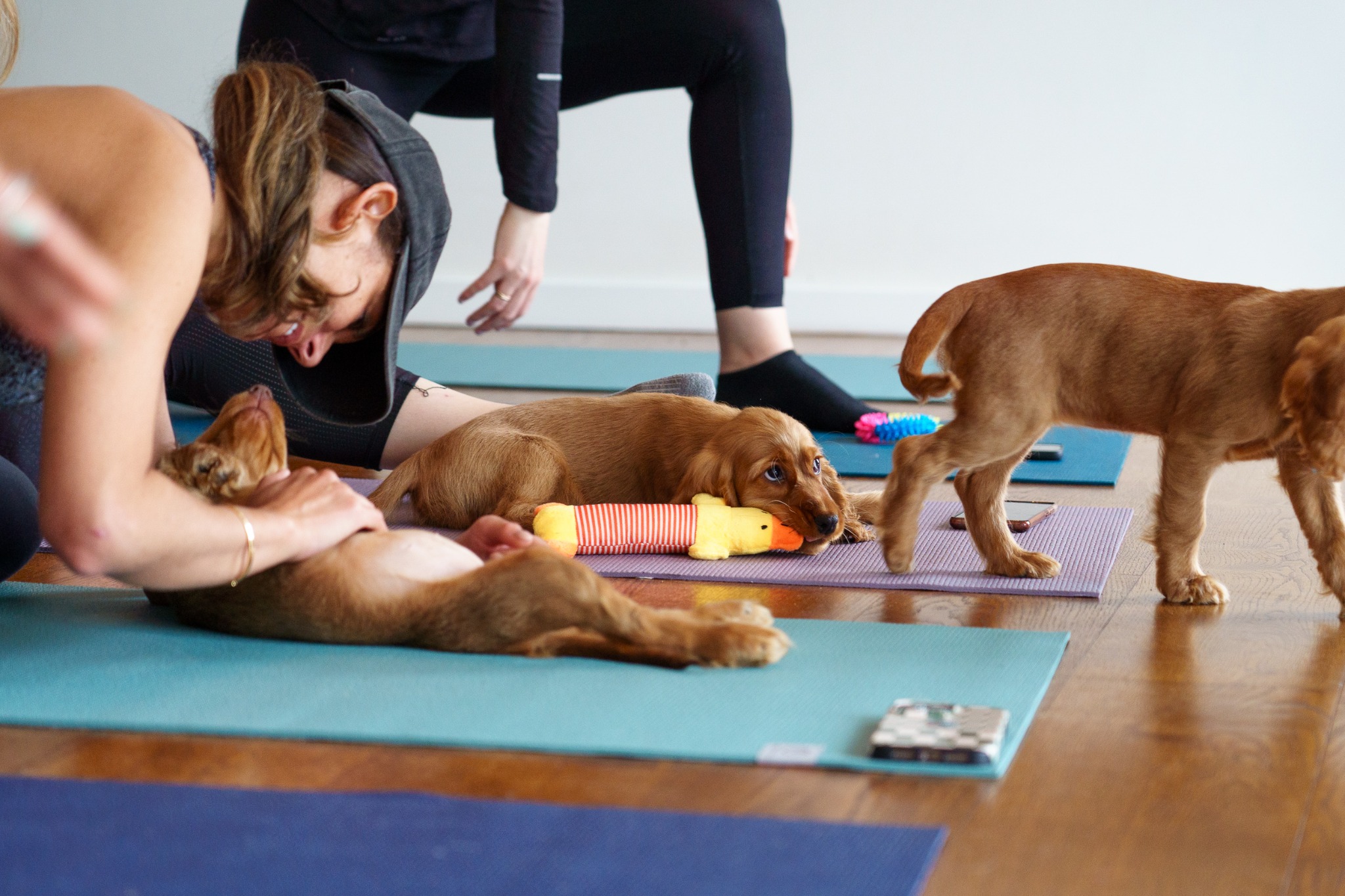 Pups Yoga Facebook ad: Love Puppies? Live in London?