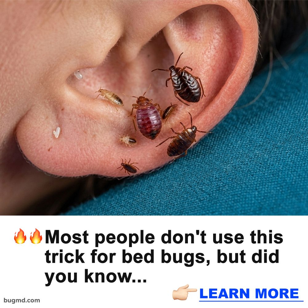 Ultimate Bed Bug Solution Facebook ad