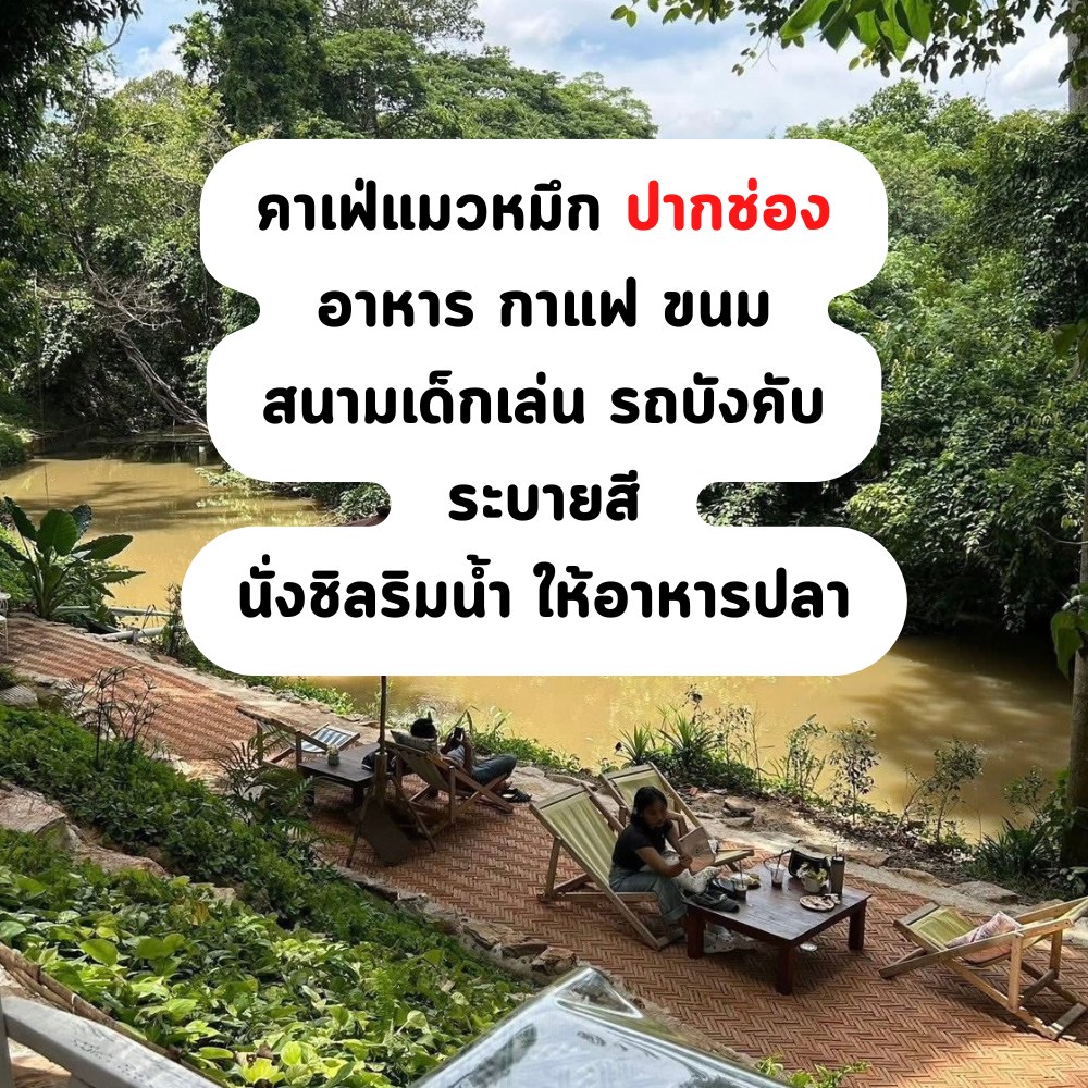 Cat cafe Mawmuek Khaoyai คาเฟ่แมวหมึก เขาใหญ่ ริมน้ำ Facebook ad: แผนที่: https://bit.ly/3CU6I6O
