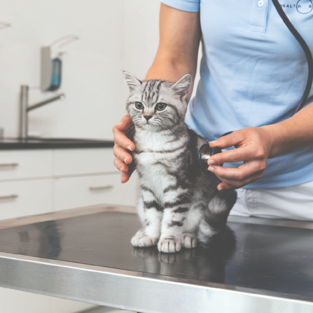 Health Balance Tiergesundheit Facebook ad: Deine Kleintierpraxis in Niederuzwil stellt sich vor.